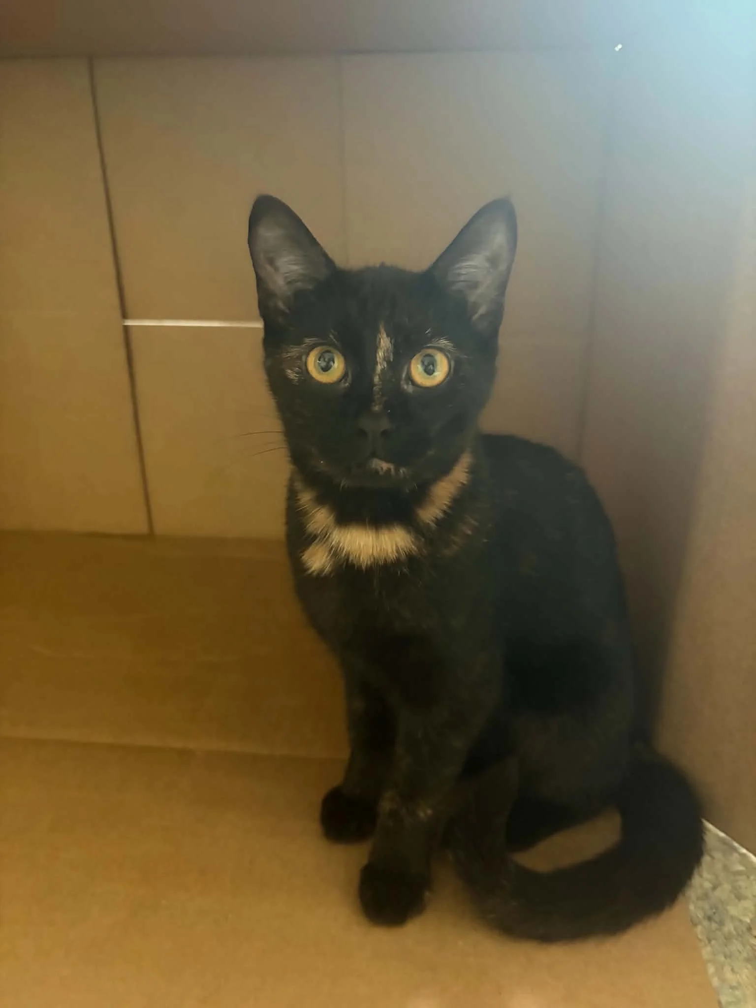 Stella’s Story