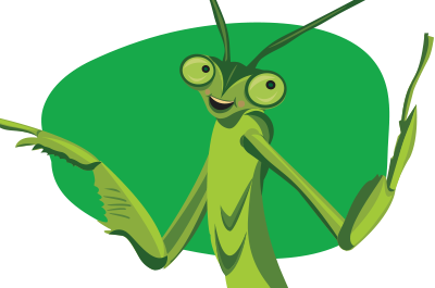 Harry the Chinese Praying Mantis