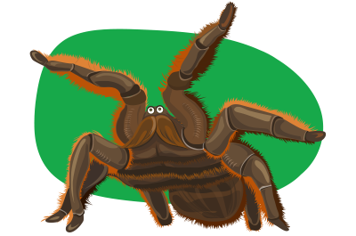 Esteban the Chilean Rose-Haired Tarantula