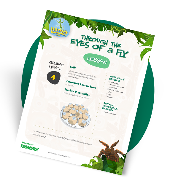 art_pdf_eyes of fly copy.png