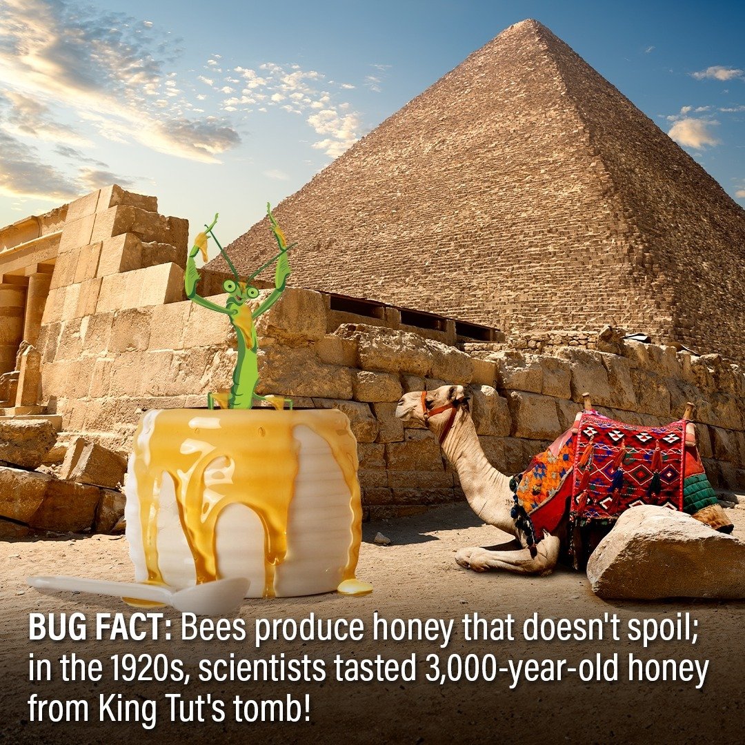 Did you know that honey doesn't spoil? Well, not in a mantis' lifetime, at least.

In 1922, honey from ancient Egypt was found in King Tutankhamun&rsquo;s tomb, and the archaeologists who unearthed it actually gave it a try! 

Turns out honey is time