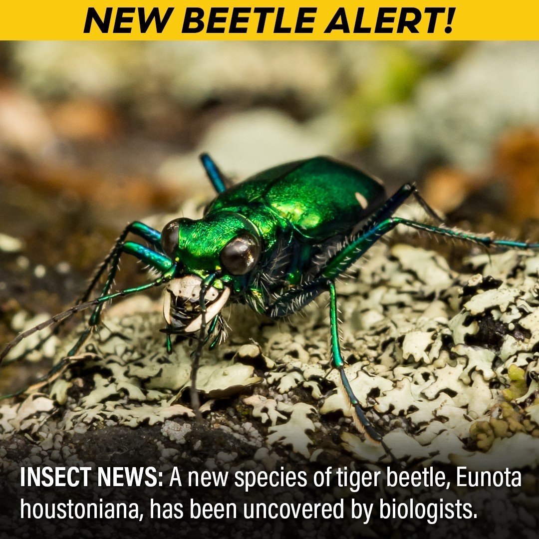 A research team at @riceuniversity has discovered a new species of tiger beetle and named it Eunota houstoniana (because it's predominantly found in the Houston area).

The habitats of the Eunota houstoniana are under immediate threat from urbanizati