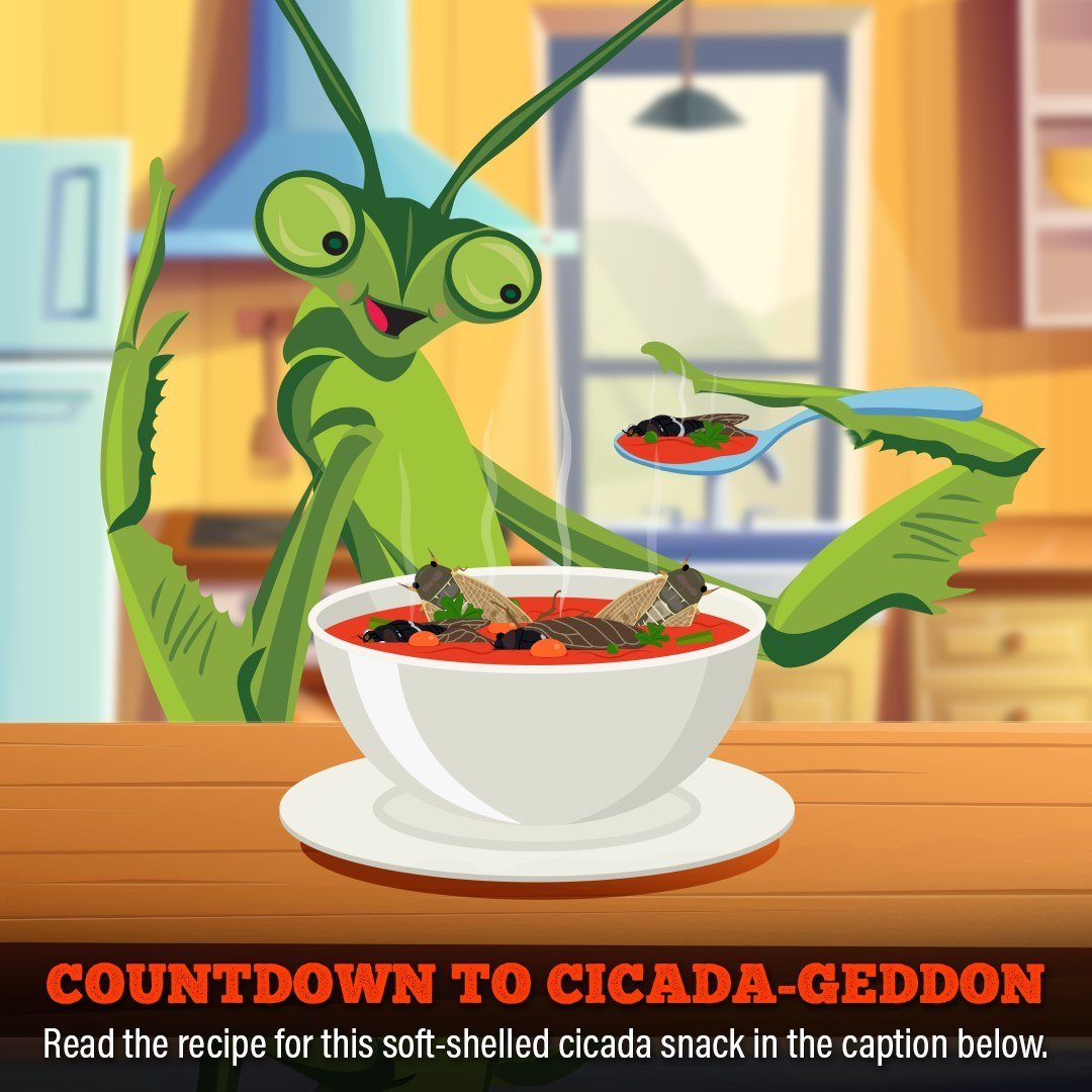 While scientists have advised against eating cicadas infected with Massospora cicadina (a fungus that presents as white growth from the cicada's posterior), you can always cook up the others! I'm a mantis, so I eat bugs all the time, but it's excitin