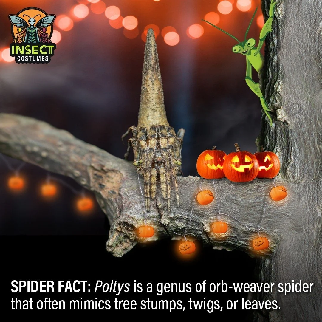 Today's insect costume inspiration is a bit spooky. Spiders from the genus Poltys have a unique abdomen shape that allows them to resemble anything from twigs to tree stumps. 

I respect the artistry; I&rsquo;m just going to have to be a bit more car