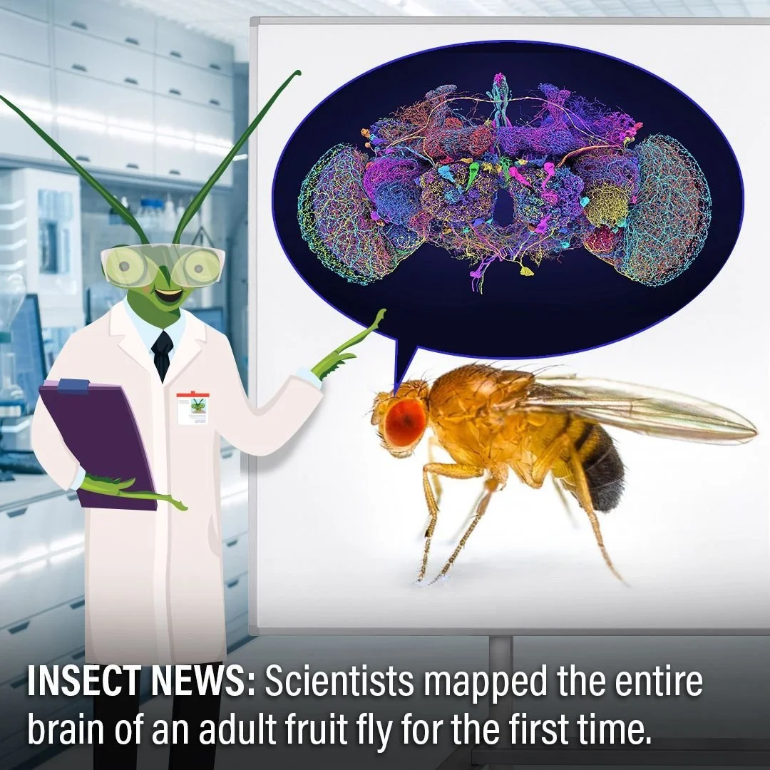 Who knew that fruit flies had so much brain power? 🧠 In a massive development for neuroscience and the fight against brain diseases, a consortium of scientists completed the first-ever map of an entire adult fruit fly brain. This map was created wit