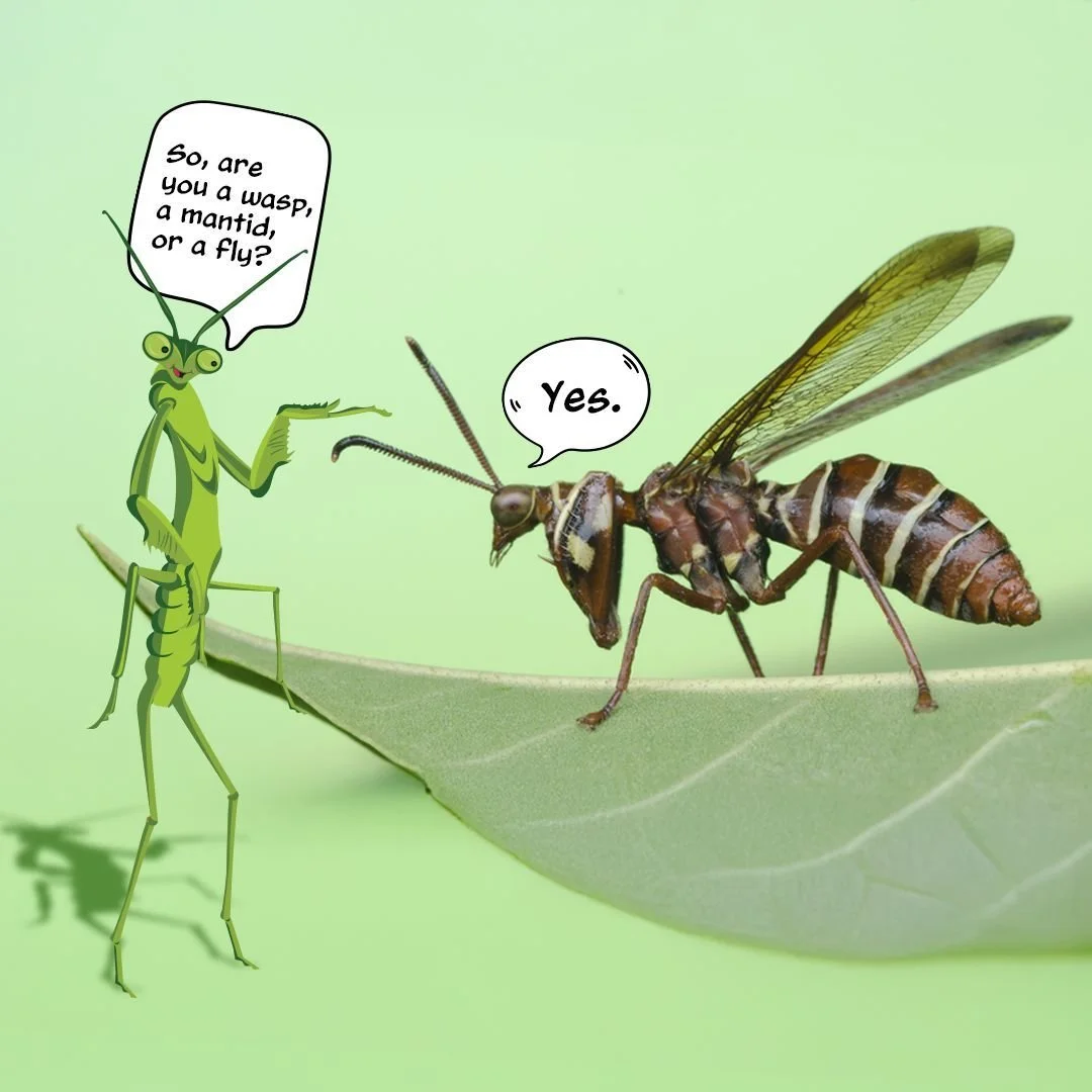 Evolution sure can be confusing sometimes. For example, the wasp mantidfly, or Climaciella brunnea, has attributes similar to wasps (its markings), mantids (its forelegs), and flies (all the other stuff). Despite their confusing characteristics, wasp