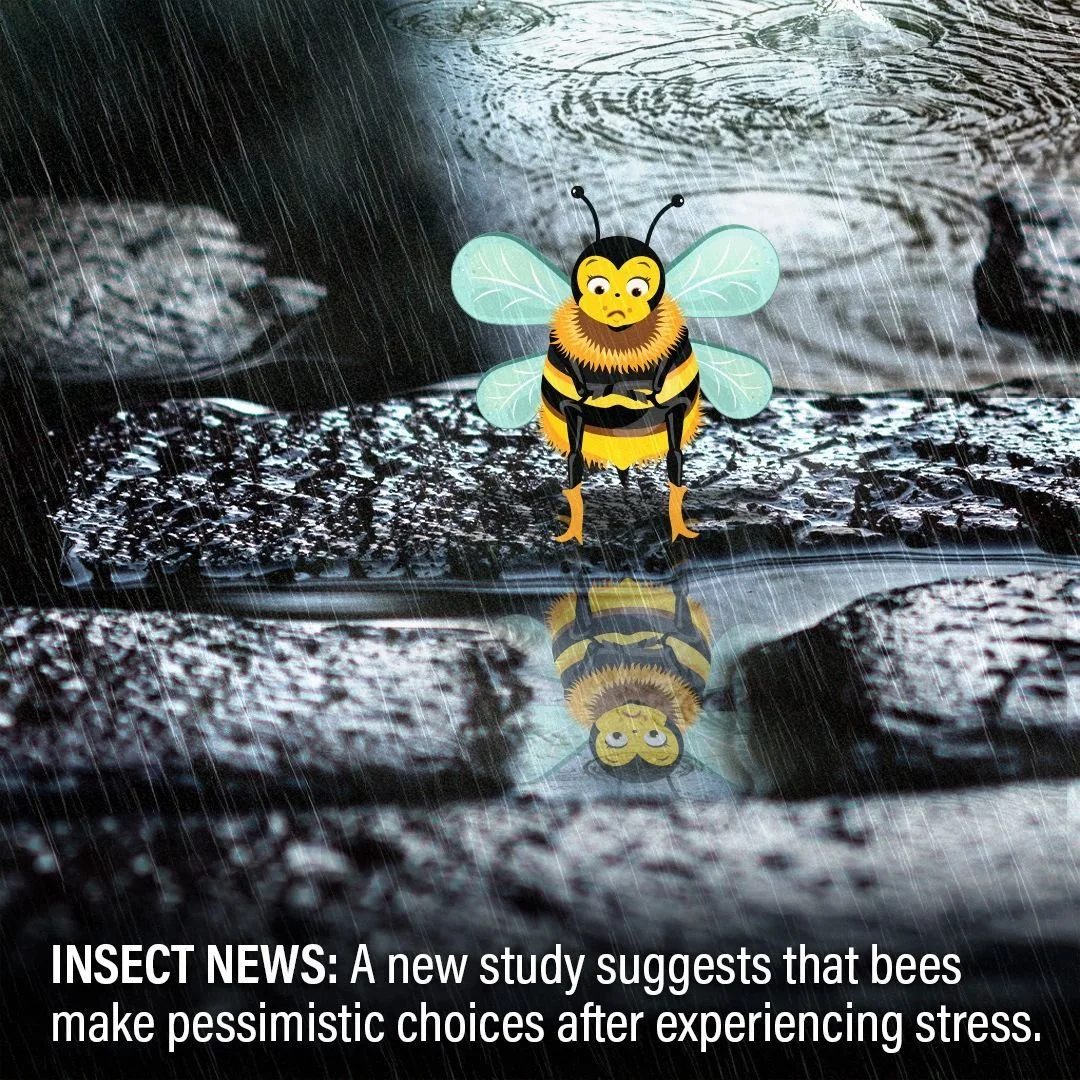 Stress doesn't just impact the emotions of humans. A study published last month suggests that bees are less likely to make optimistic choices after experiencing a stress response. 

Scientists at @newcastleuni conducted a series of experiments in whi