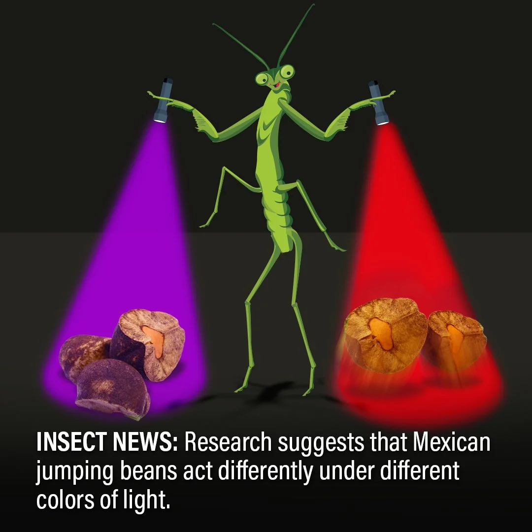 Mexican jumping beans, or beans inhabited by the larvae of Cydia saltitans (the jumping bean moth), are the center of a new study from @binghamtonu. According to the research, the jumping bean larvae will jump and react more under red light than purp