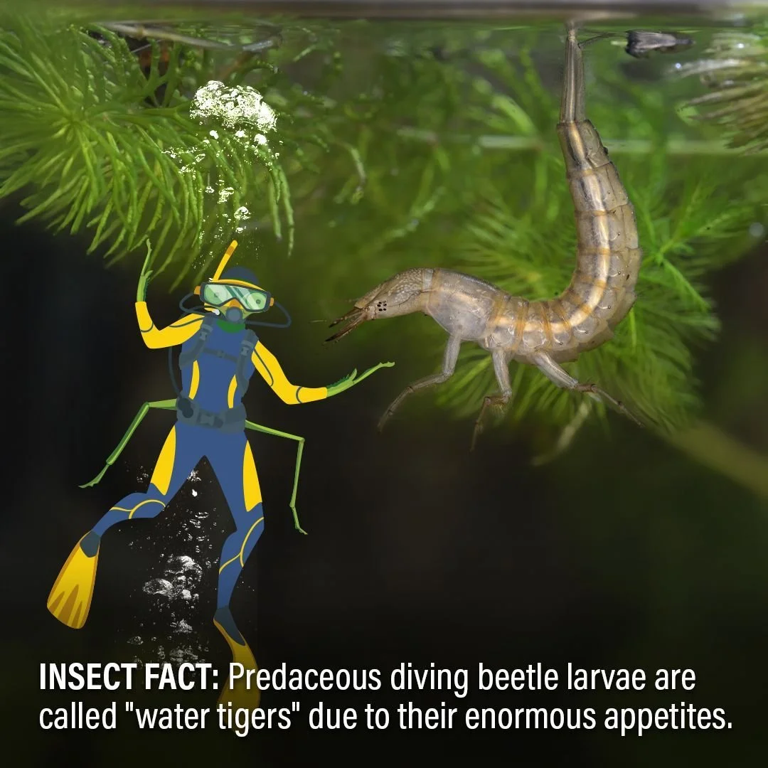 If you need help working up your appetite for the coming holidays, you can take some notes from the larvae of the predaceous diving beetle. Dytiscidae larvae are commonly known as "water tigers" because of their hearty appetite and stealthy
