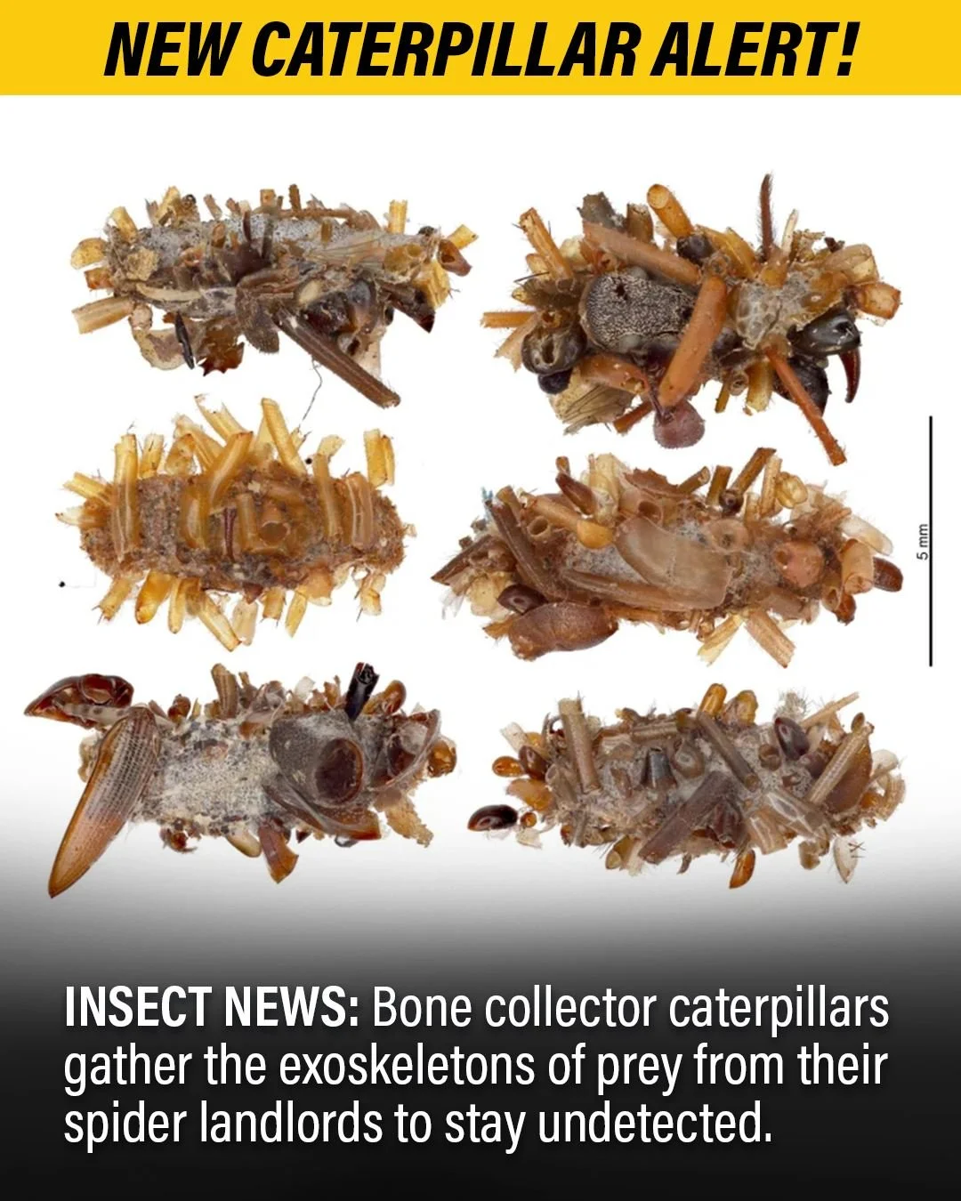 ICYMI: New caterpillar just dropped, and this one's a doozy.

Back in April, scientists finally confirmed the unique species (and behavior) of a caterpillar from the genus Hyposmocoma. Throughout the years, researchers have observed this caterpillar,