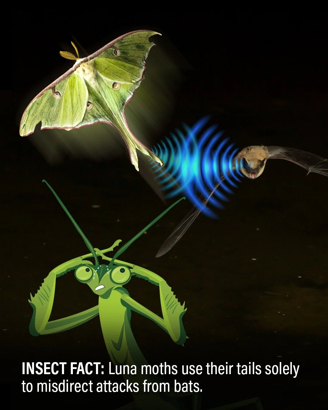 Sometimes things are single-use, and that's okay. We (scientists &amp; I) have known for a while that Luna moths evolved their long tails to misdirect bats by confusing their echolocation signals. With so many aspects of biology being multipurpose, h