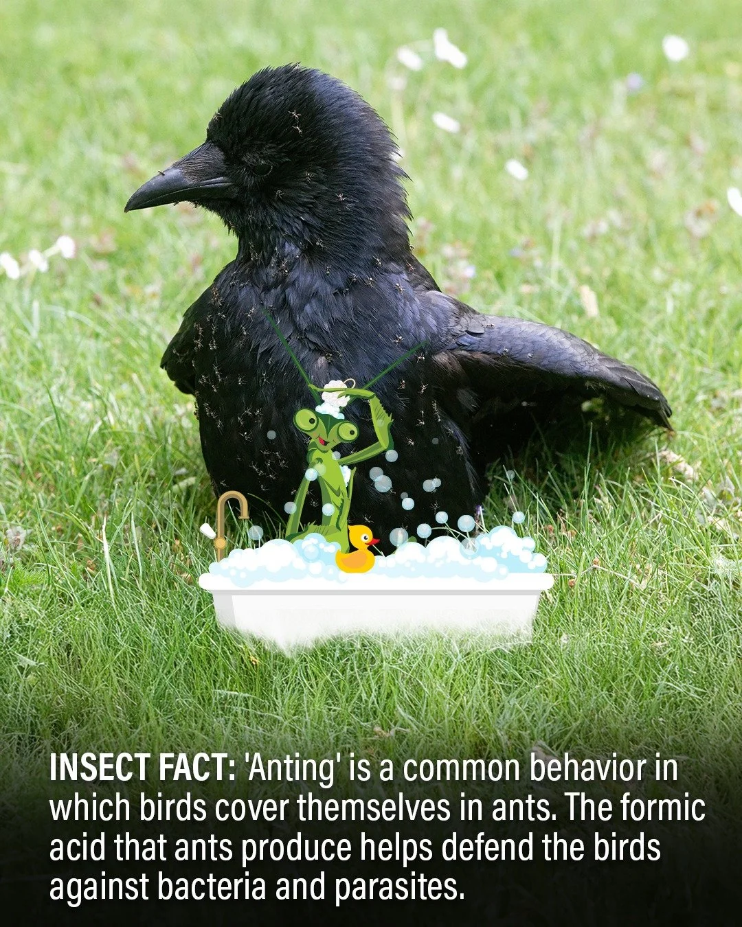 You've heard of bubble baths, mud baths, and maybe even dust baths. But have you ever heard of ant baths? I hadn't either, until I stumbled upon this bird having quite the party. 

#DidYouKnow that some birds engage in a maintenance behavior called a