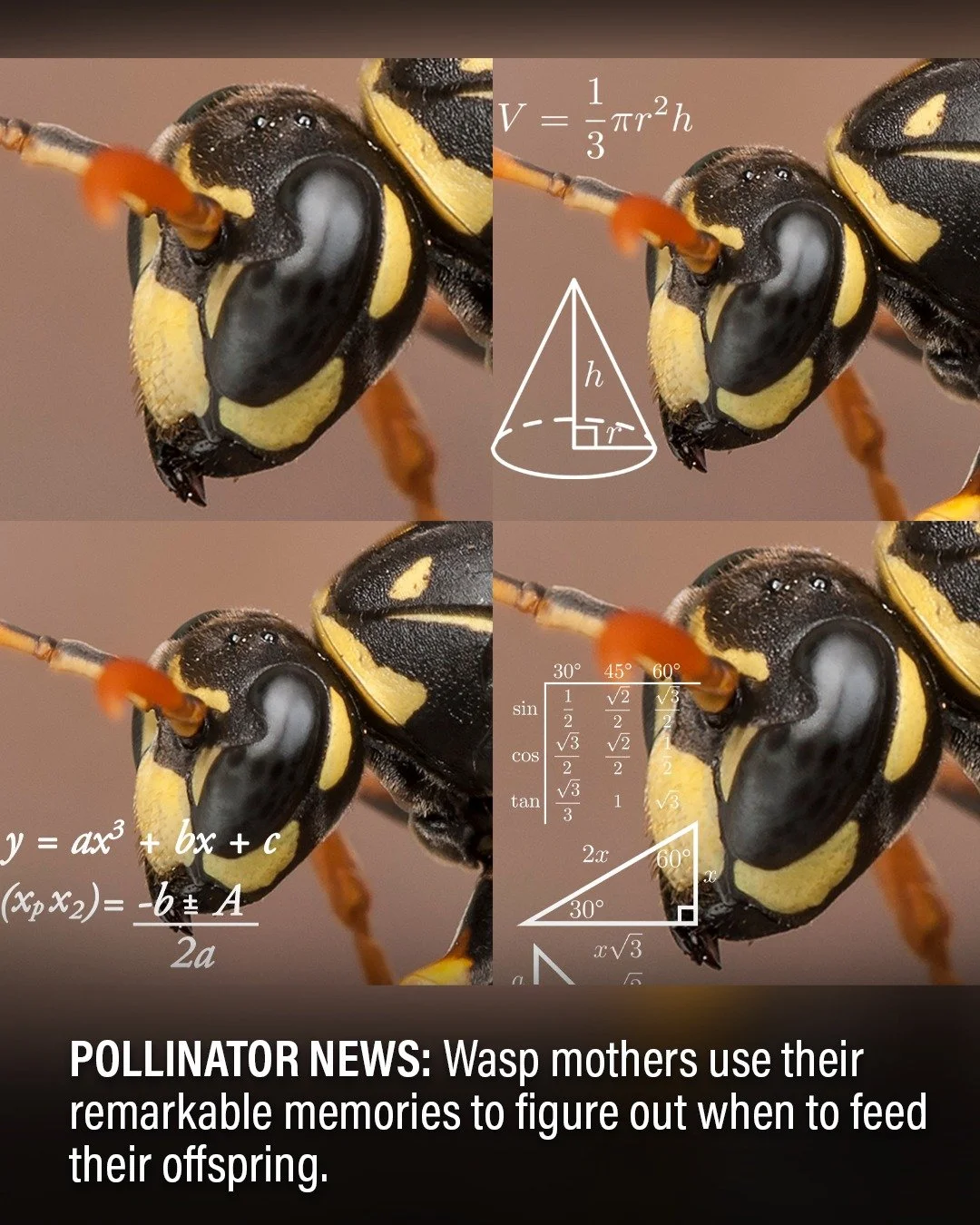 Wasps might be best known for their ornery attitudes, but according to new research, some wasp moms have some pretty surprising brainpower. Female digger wasps burrow their eggs in the sand, and can apparently recall the whereabouts of nine separate 