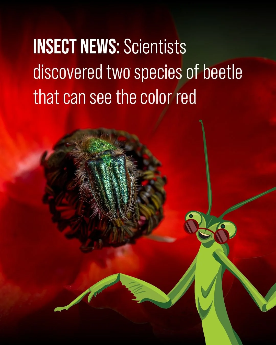 "Seeing red" might not sound like a good thing, but for two species of beetles from the family Glaphyridae, it is! Scientists recently discovered that the beetles, Pygopleurus chrysonotus and Pygopleurus syriacus, can see red and prefer to 