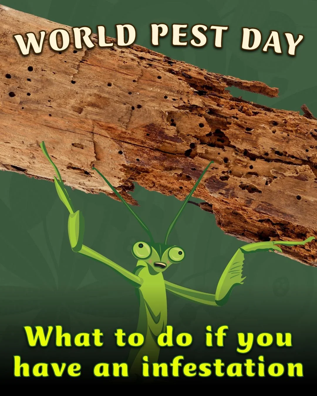 It's World Pest Day, so I'm taking a break from pollinator content to tell you all about how to spot an infestation. Listen, I love my bug friends just as much as the next guy, but I also love when my home has load-bearing walls.

While pests come in