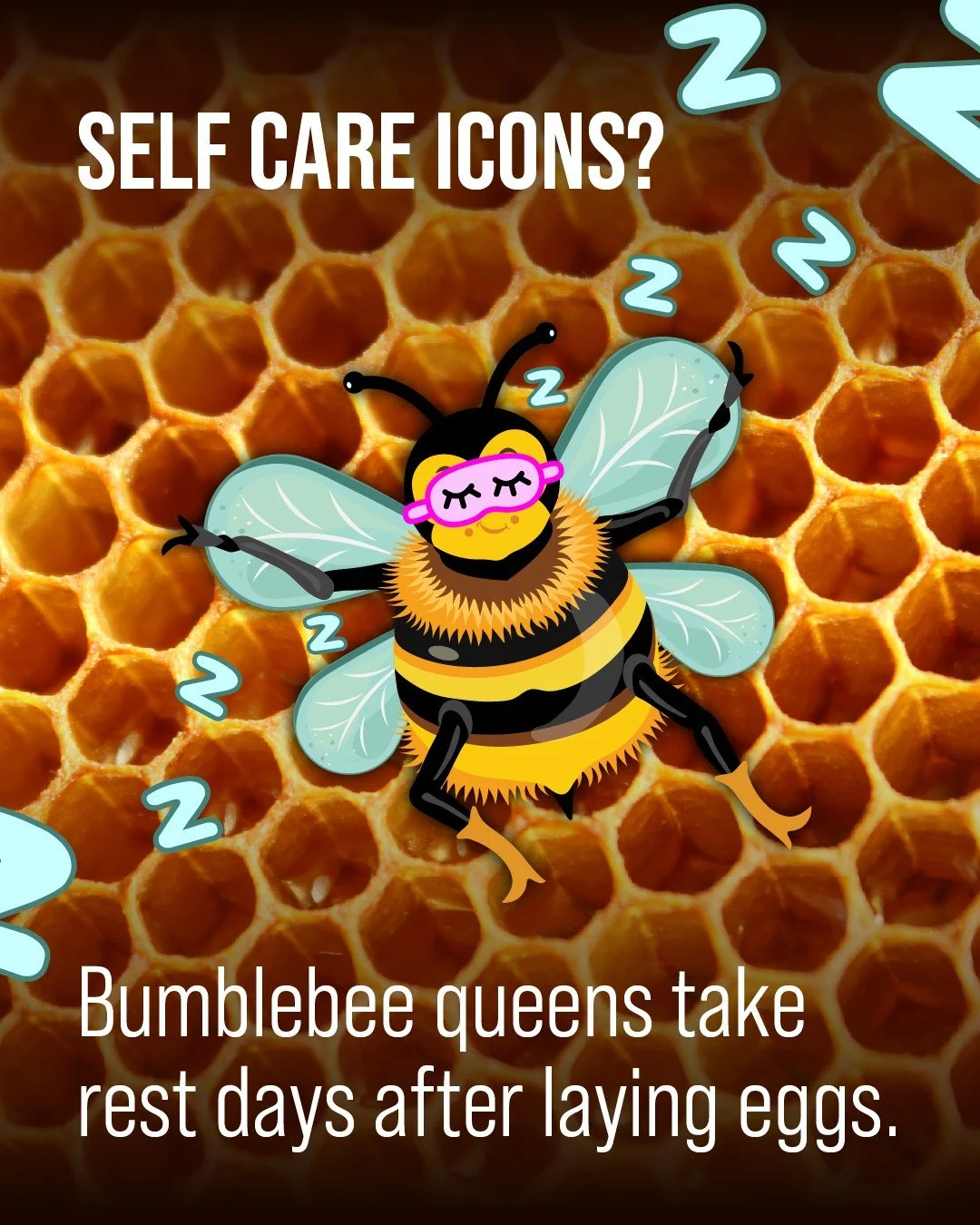 If you've ever taken a personal day, you're in good company. Research from @ucriversideofficial last summer showed that after intense bouts of egg-laying during colony production, bumblebee queens took several days of rest. 

Queens are responsible f