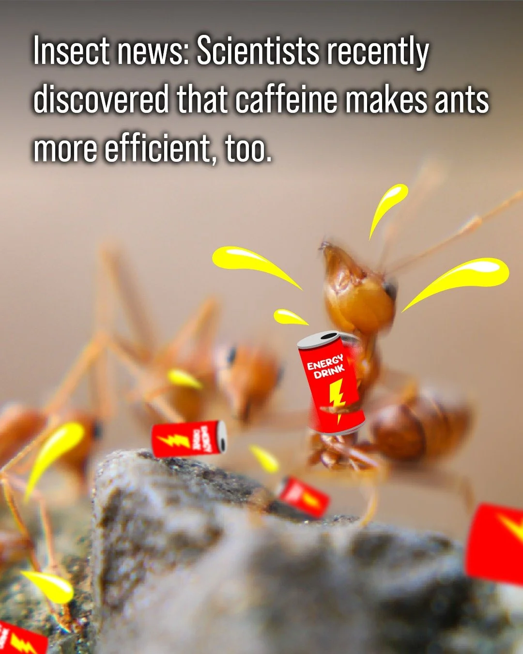 Turns out caffeine makes ants lock in, too ☕️🐜

A study published on invasive Argentine ants found that when given a sugary treat mixed with caffeine, the ants were able to find their way back to the reward much more efficiently and with improved fo