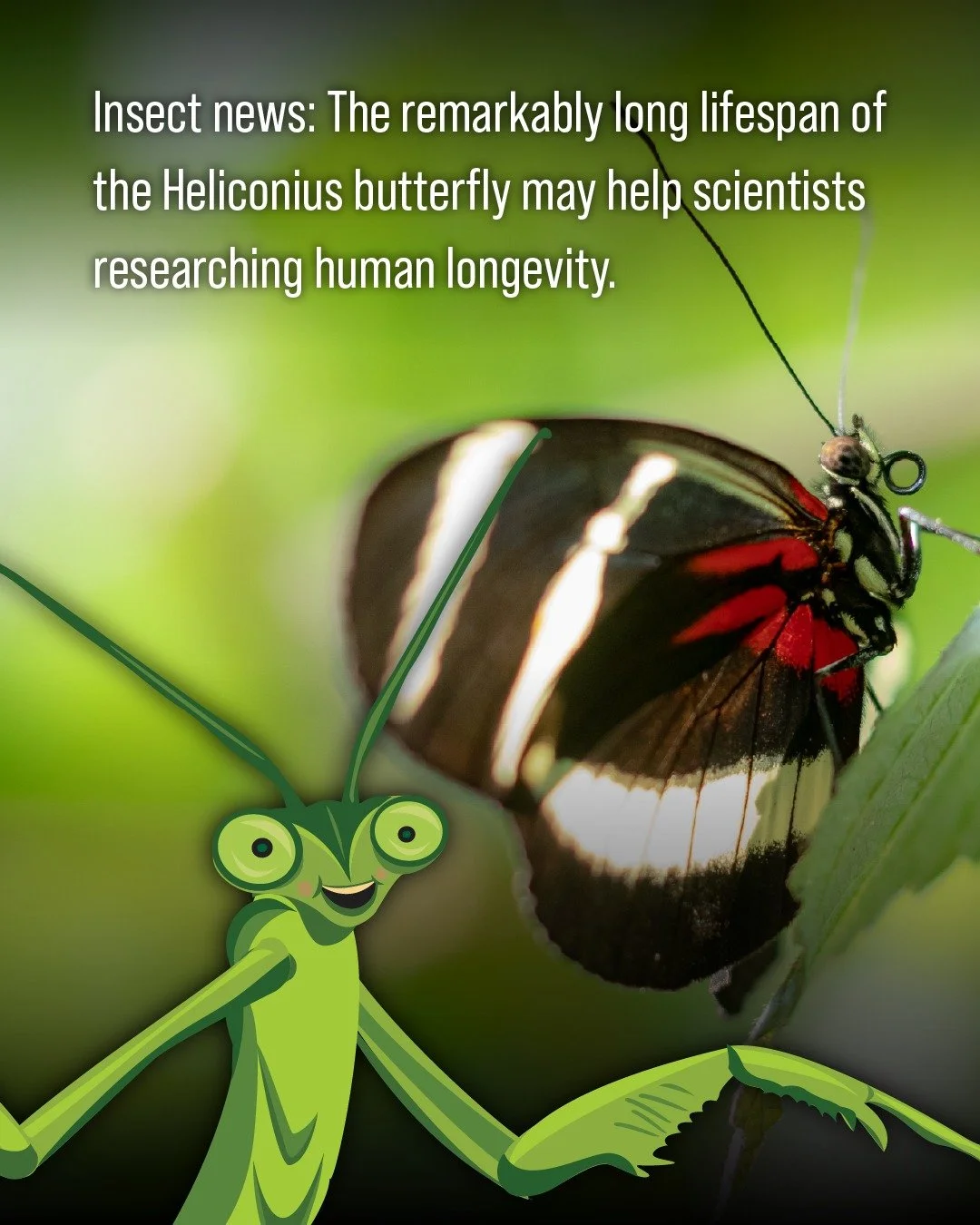 Tropical Heliconius butterflies know how to stay forever young (relative to...other butterflies). Scientists recently discovered that some Heliconius species have lived almost a year, which is 25 times as long as their counterparts in other species. 