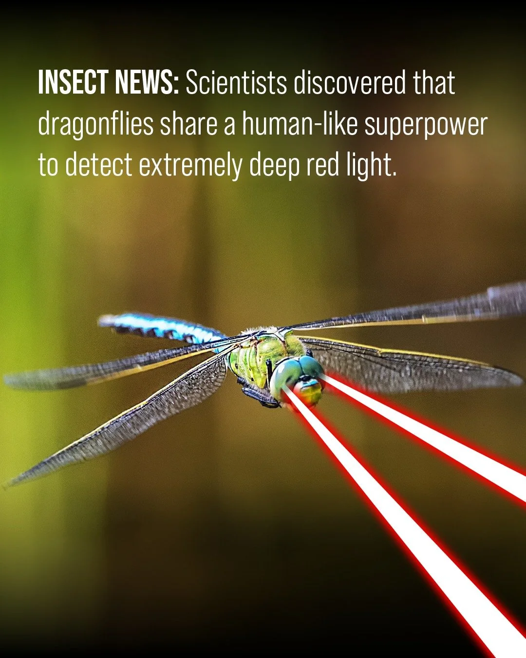 Scientists at Osaka Metropolitan University (@osakametuniv_en) recently discovered that dragonflies can see an extremely deep red light, nearly infrared, using a protein that is similar to one found in human eyes. This makes dragonflies stand out com