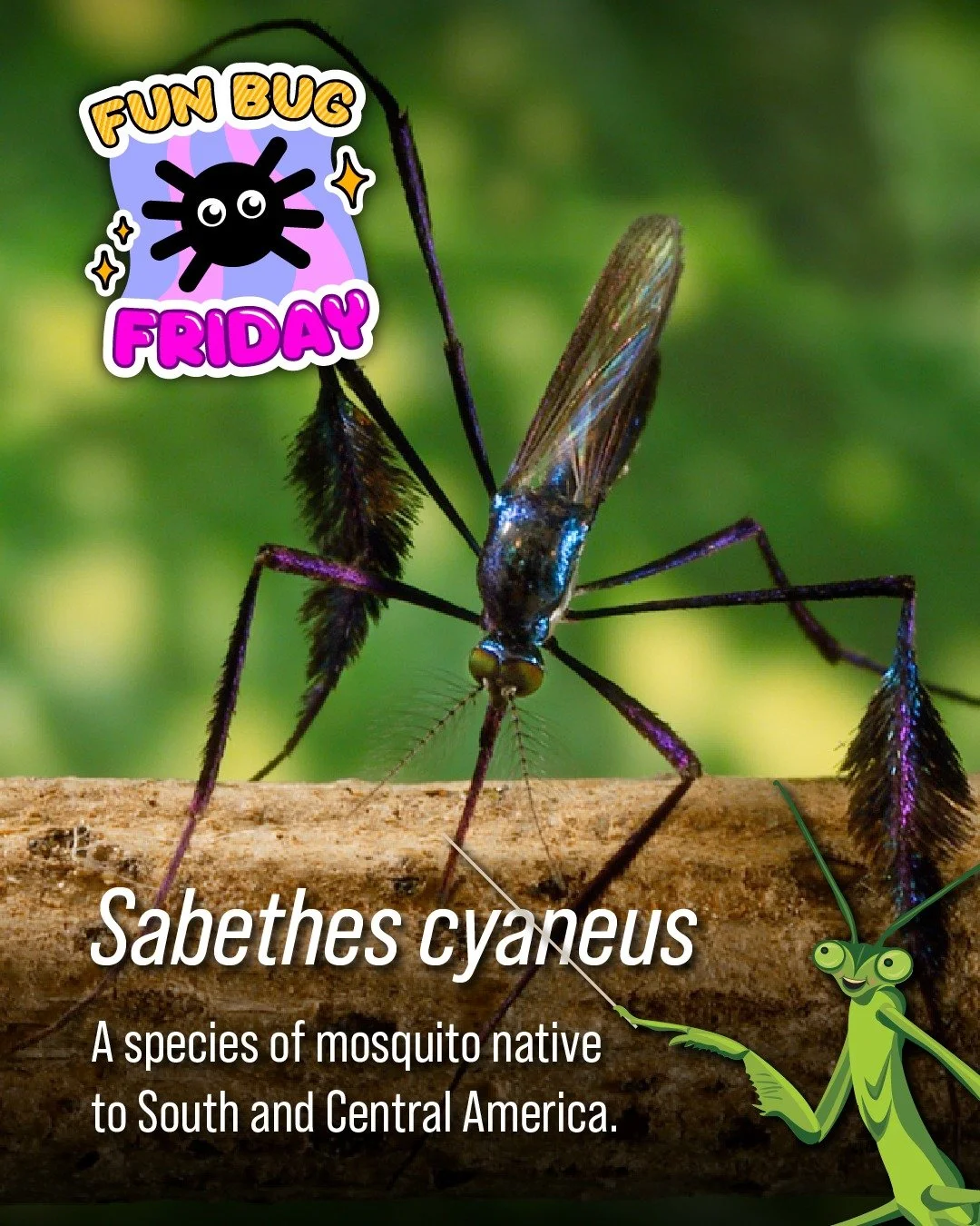 Introducing: Fun Bug Fridays! This is a new little series where I get to share bugs that...well, that I think are pretty neat.

First up is Sabethes cyaneus, a species of mosquito native to South and Central America. The cool thing about these guys (
