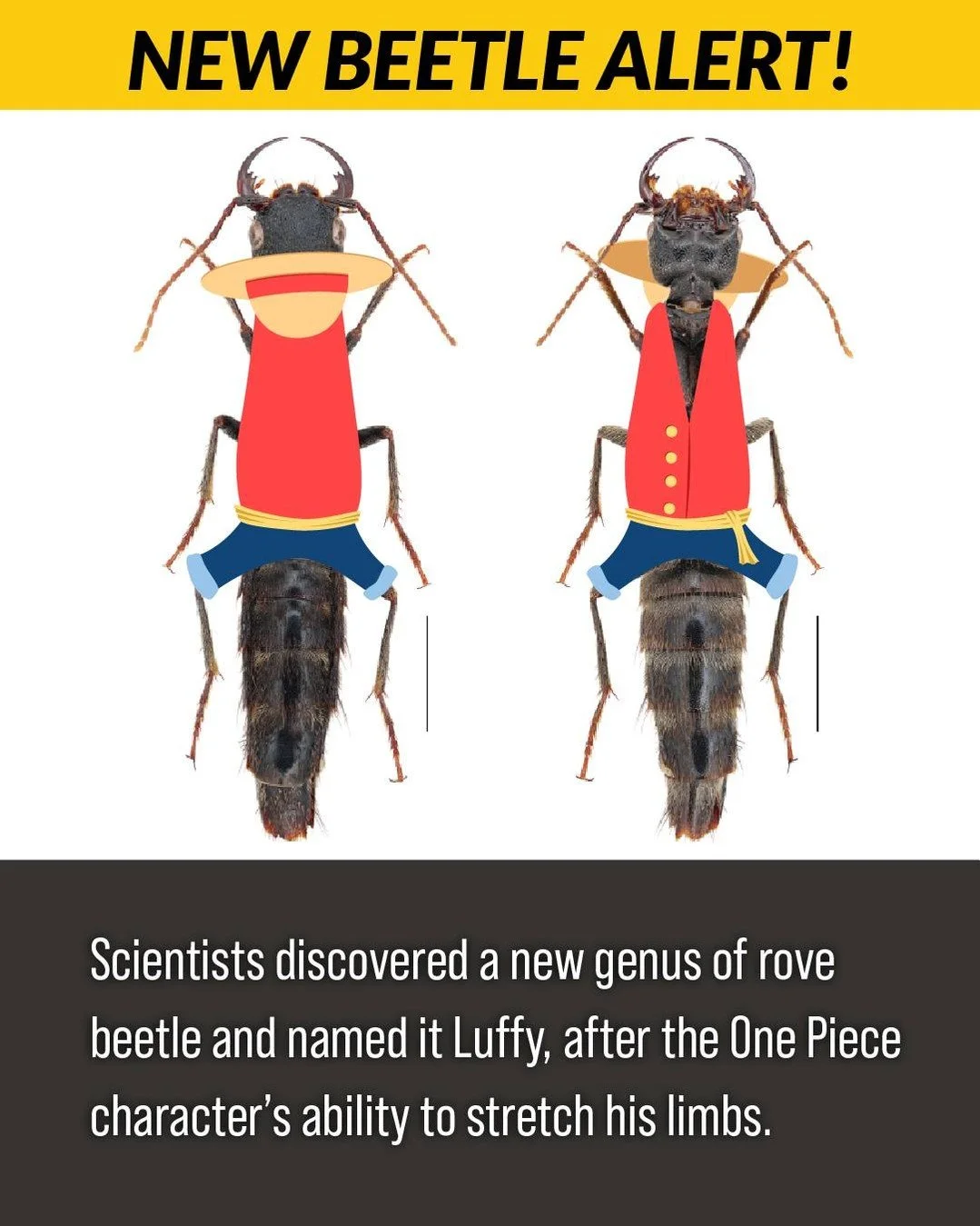 If you're a fan of @onepieceanimeofficial, then boy do I have a beetle for you! 

Recently, scientists discovered a new genus of beetle and named it Luffy after the main character from the beloved manga and anime series. They did so due to the beetle