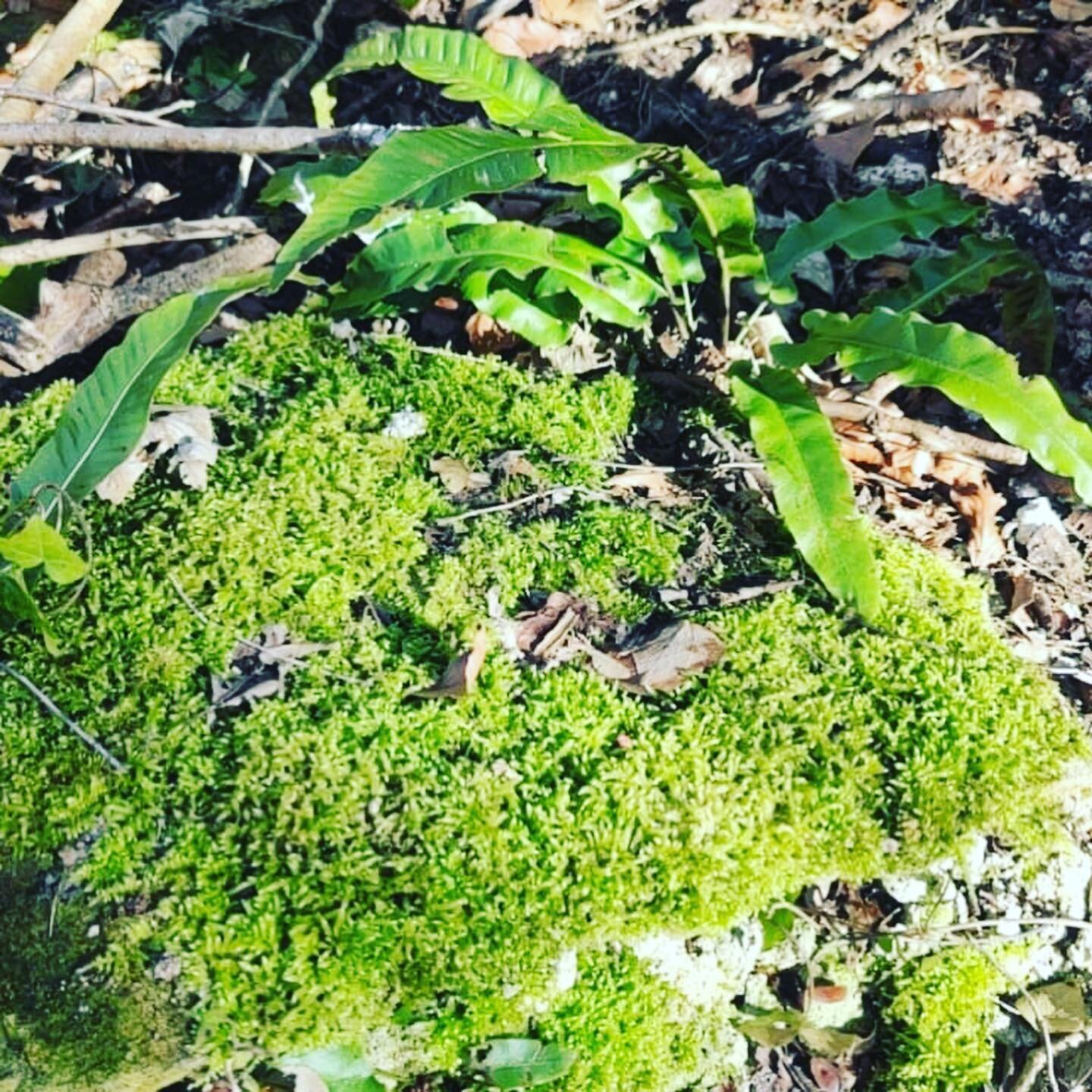 Remotely guided Forest bathing  from France 🌱