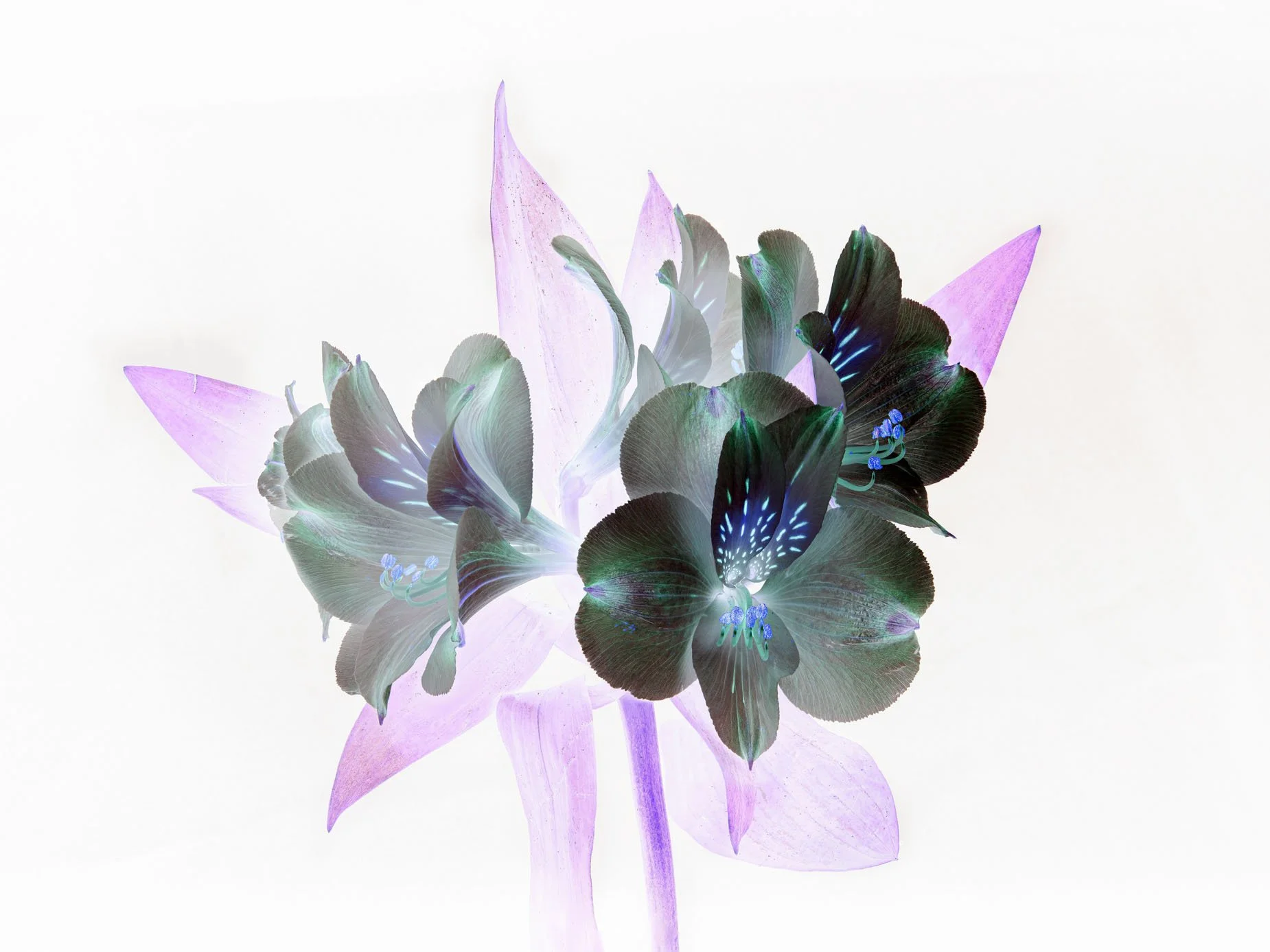 Inverted Peruvian Lily