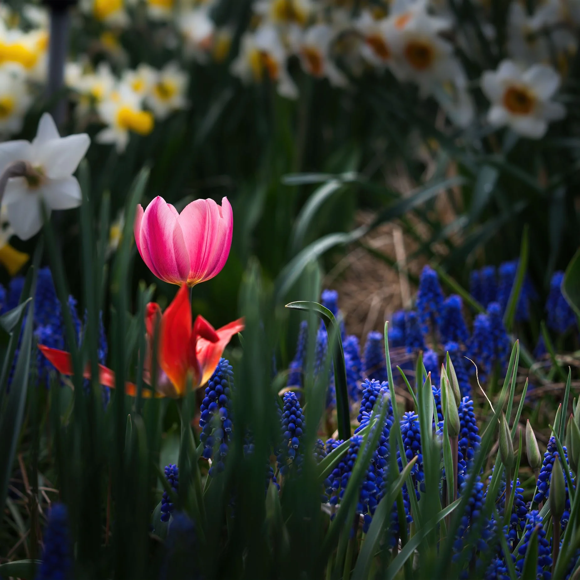 Edwards Garden 1148