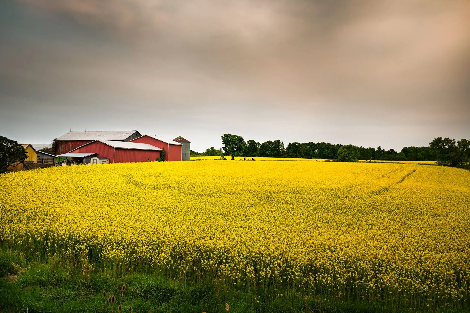 Canola Fields 1238