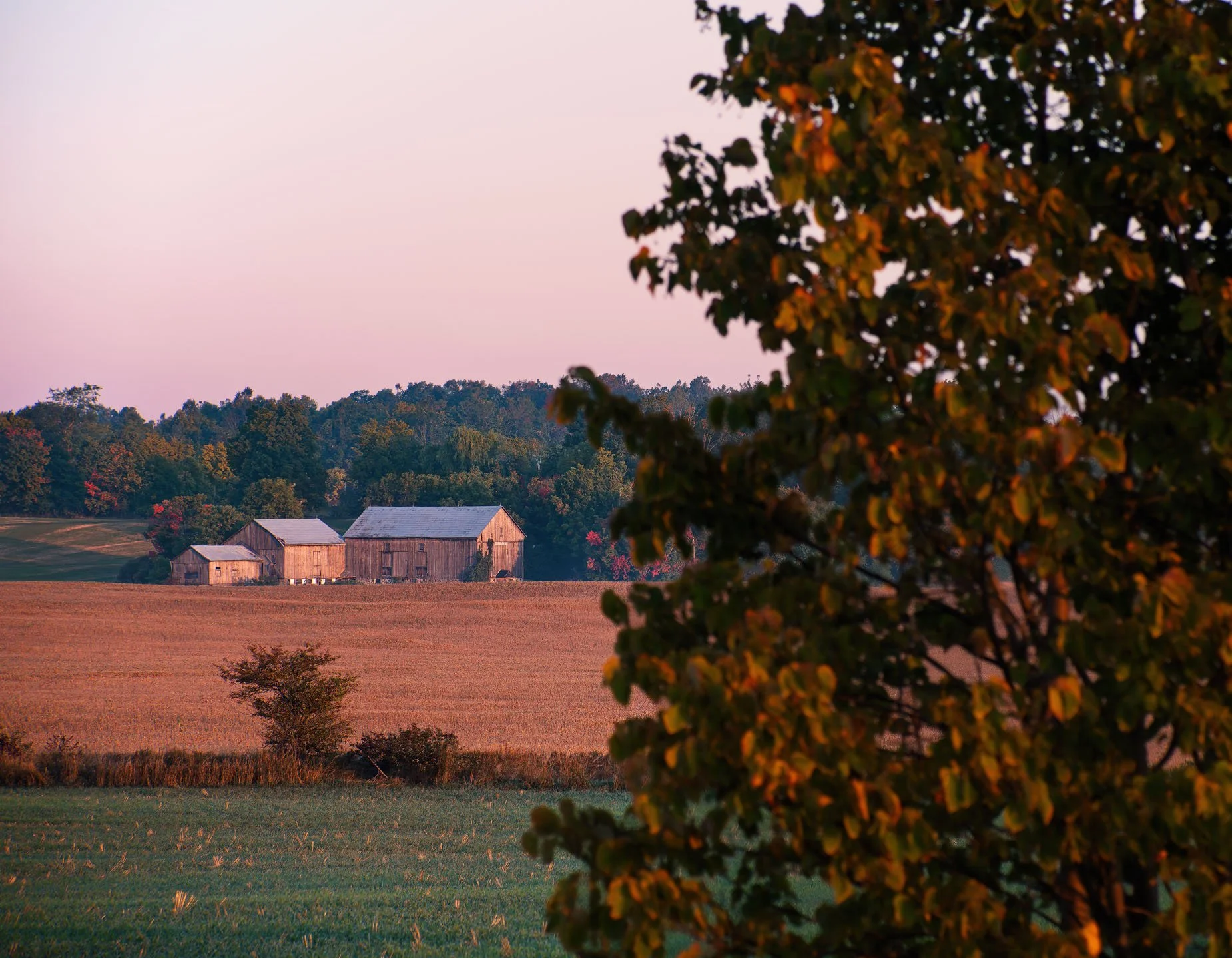 Fall Farm 52