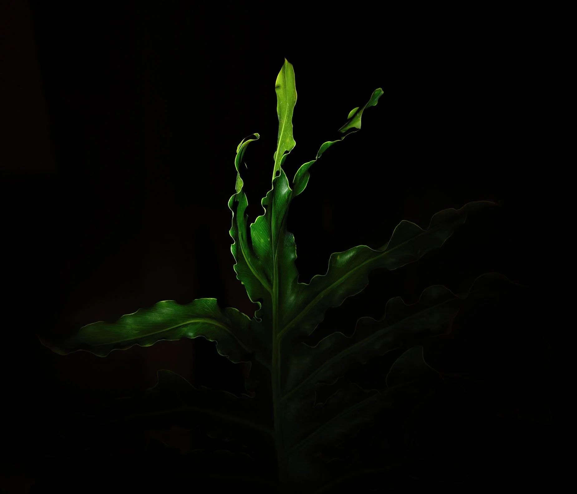 Mystery Leaf 1831