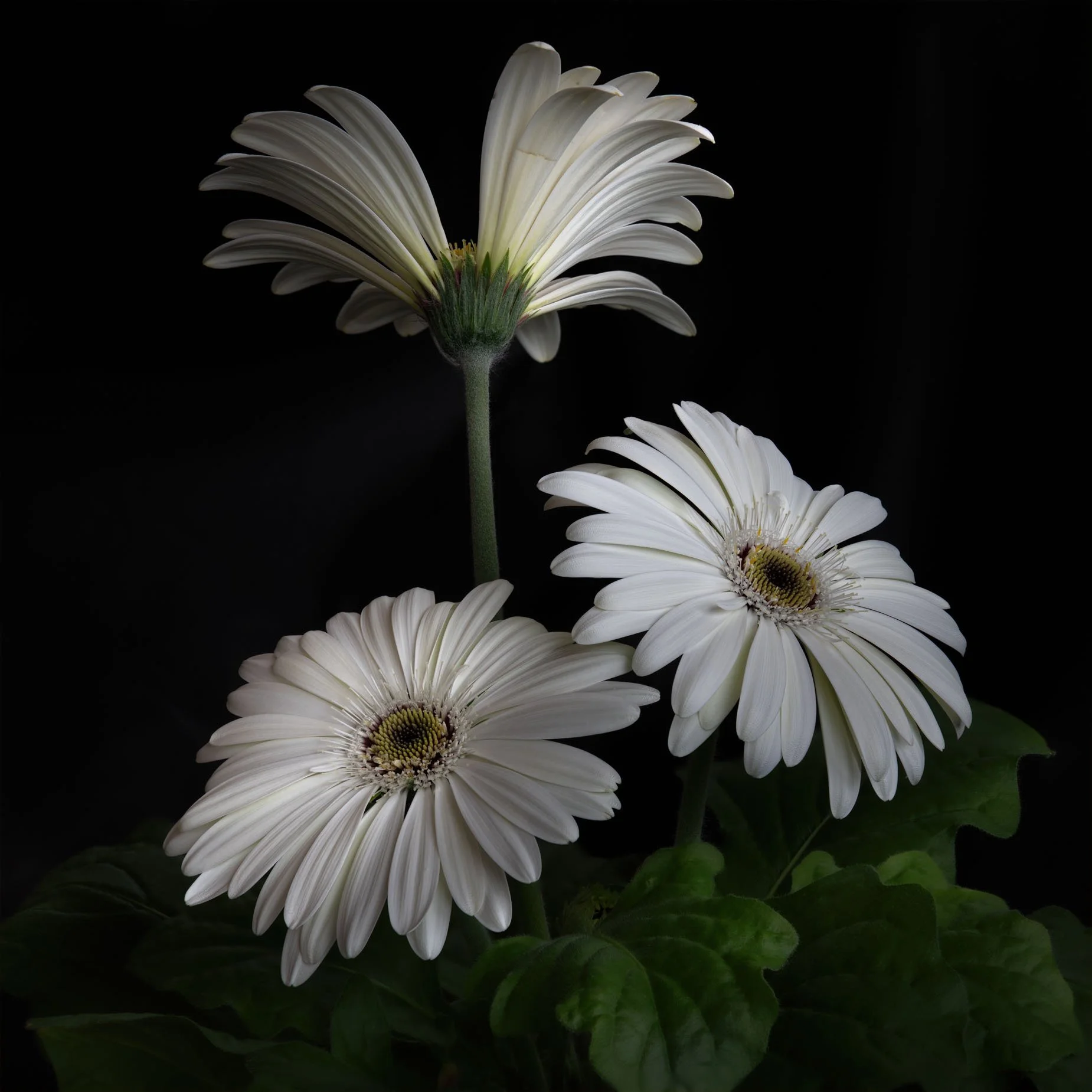 Daisy 583
