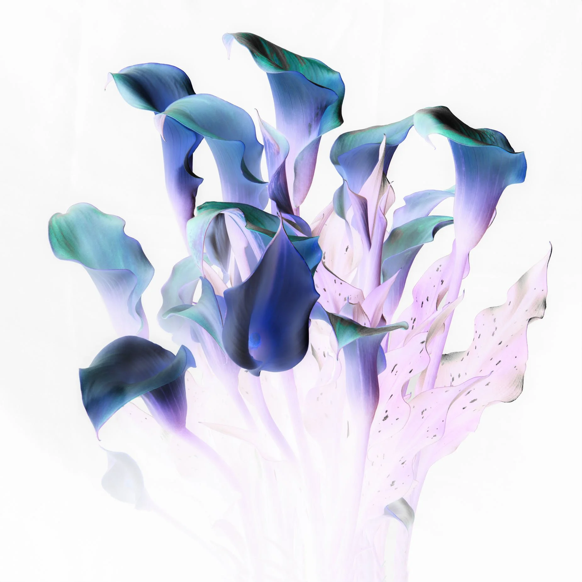 Inverted Calla Lily