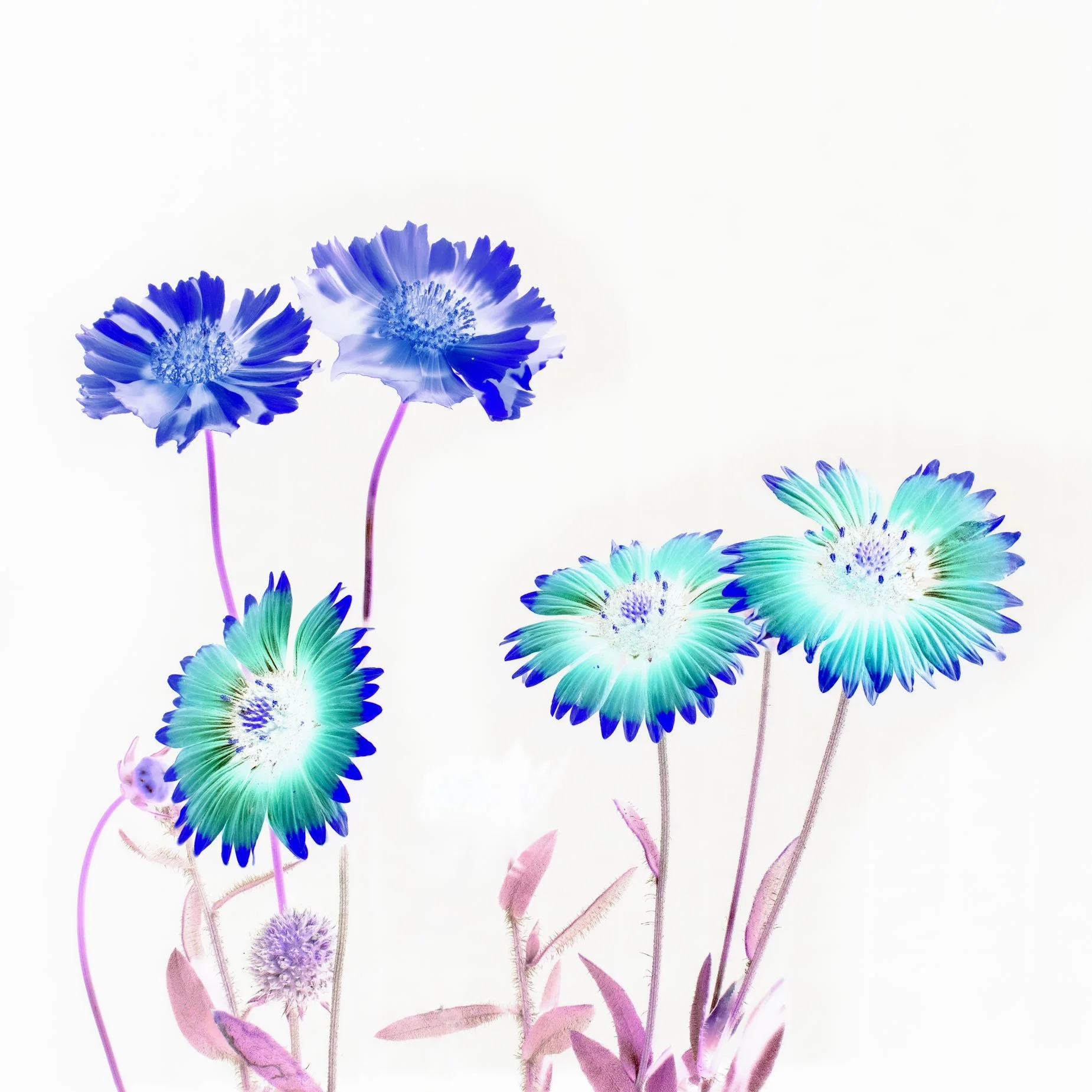 Inverted Indian Blanket