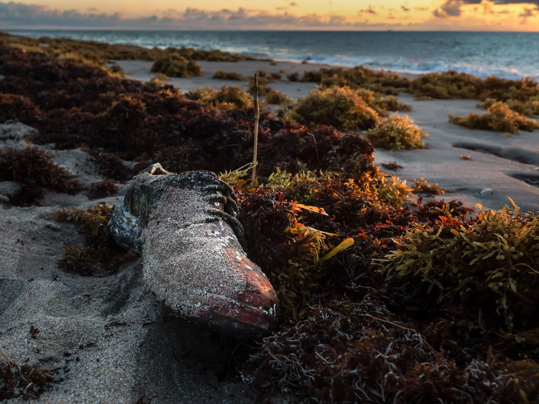Treasures of Gulf Stream