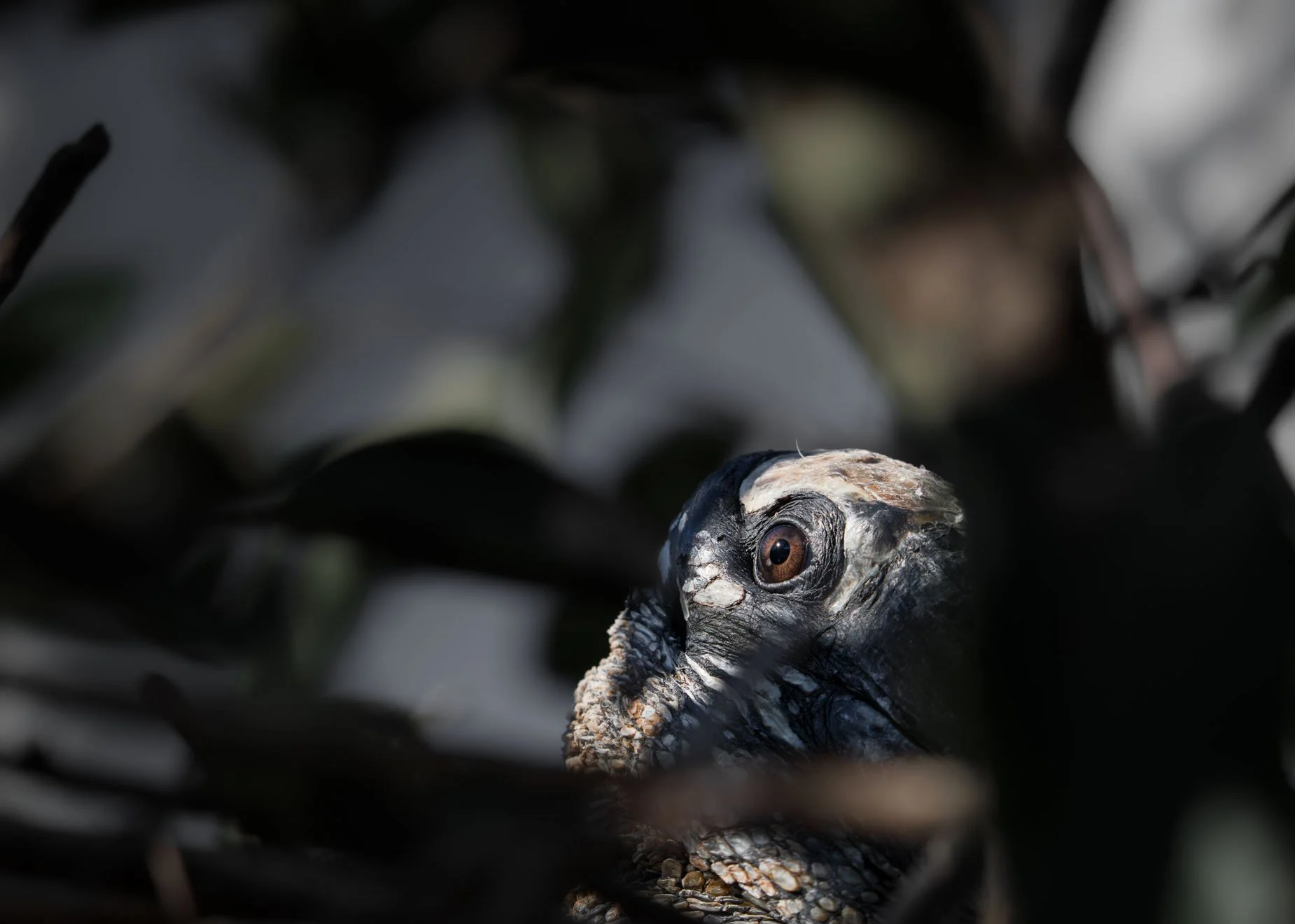 Have an Eye on You