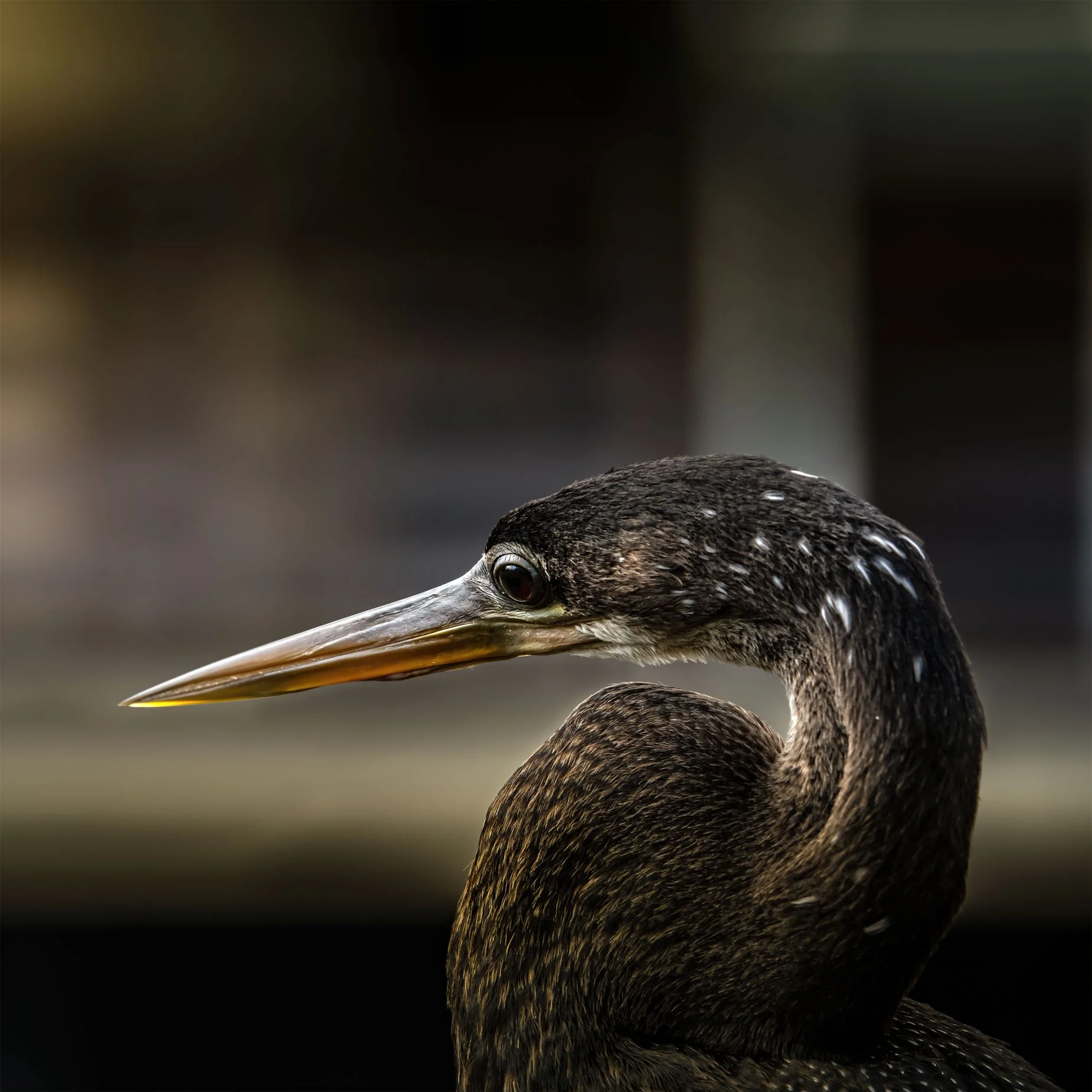 Limpkin 800