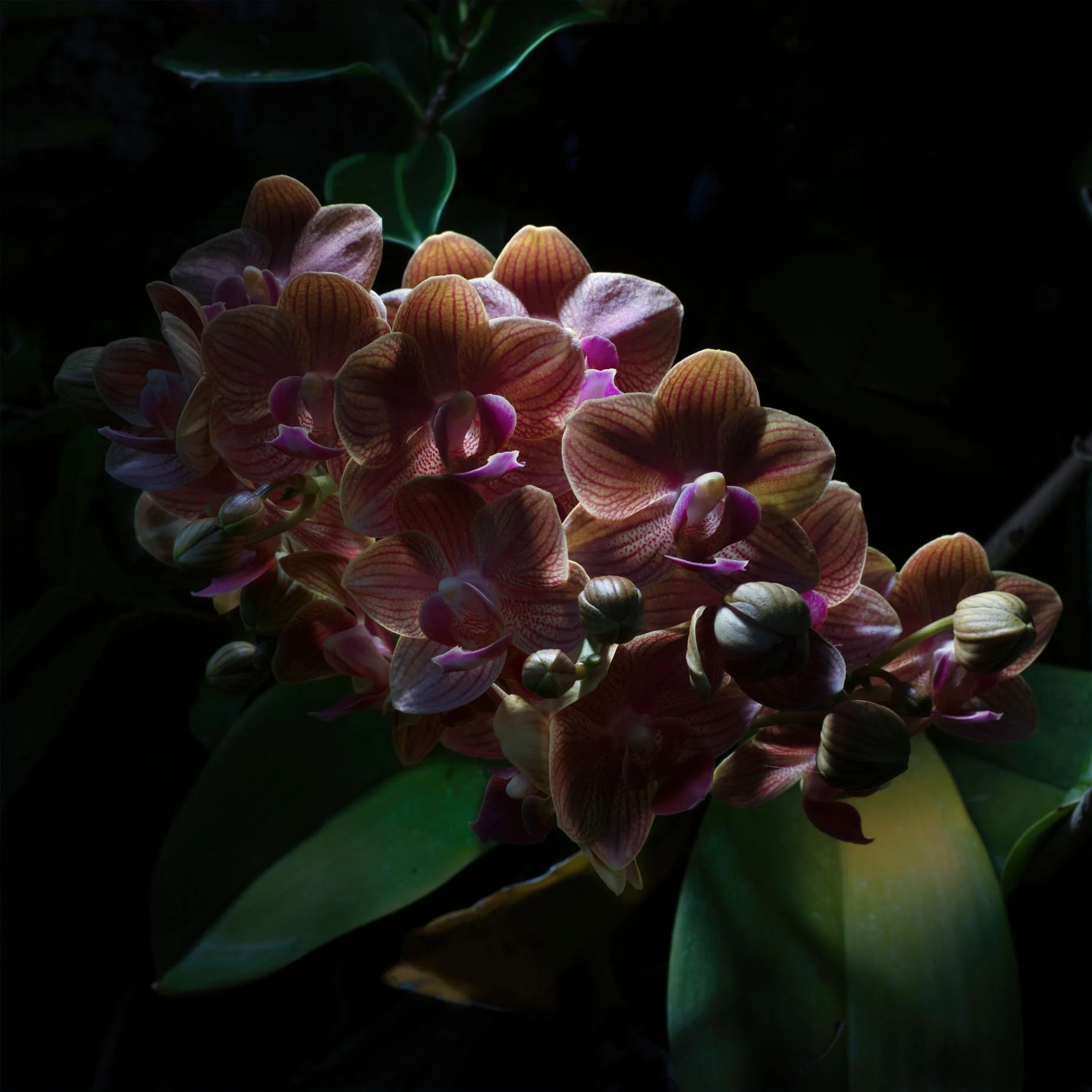 Orchid Cluster 298