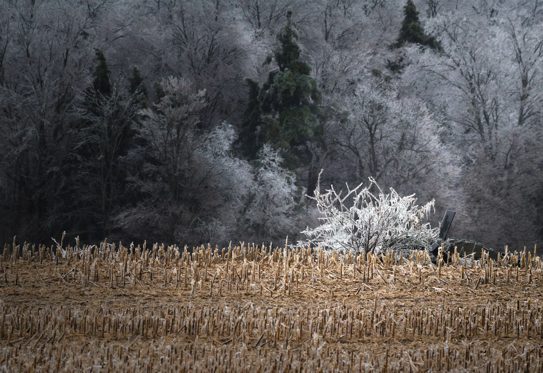 Ice Storm 1000