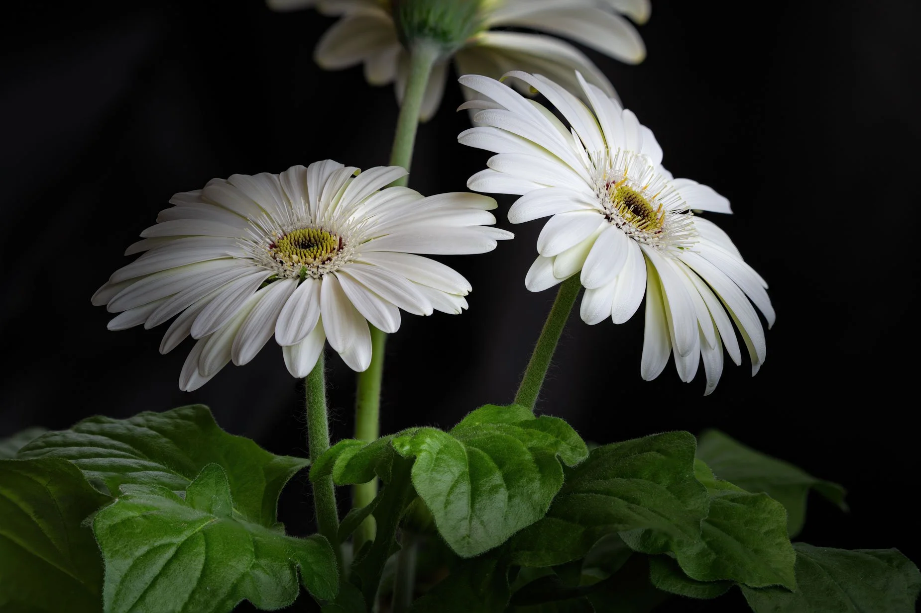 Daisy 588