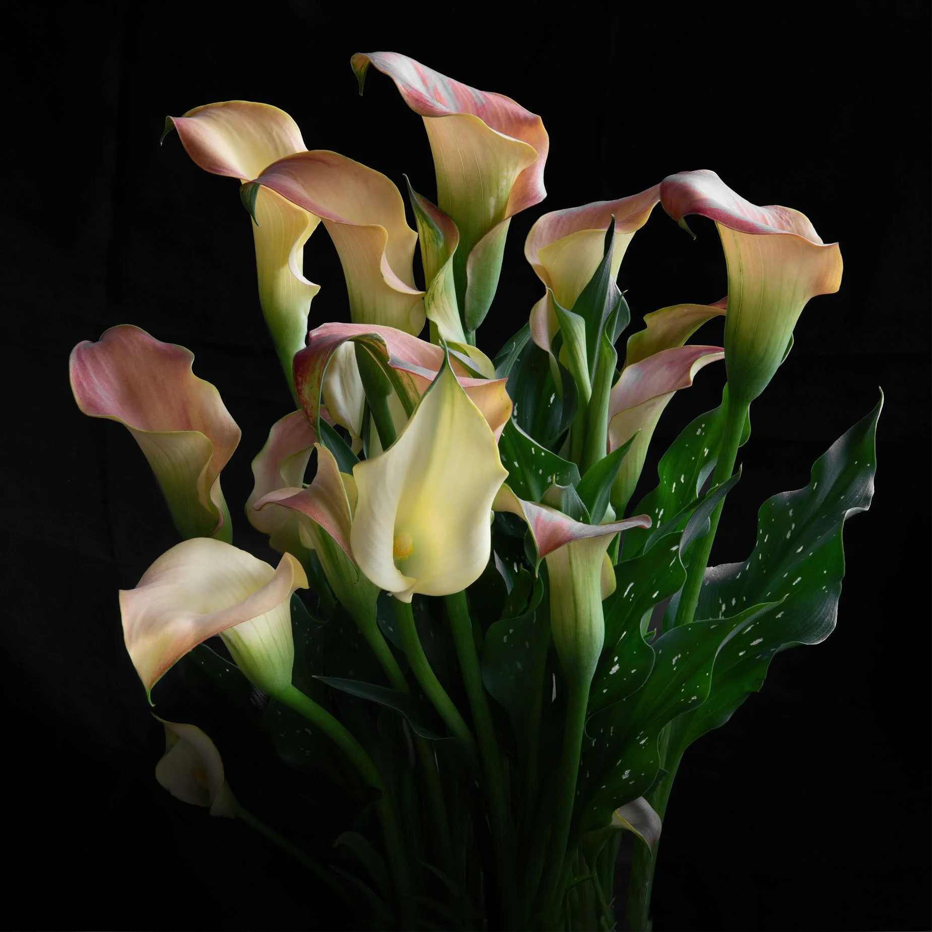 Calla Lily 2