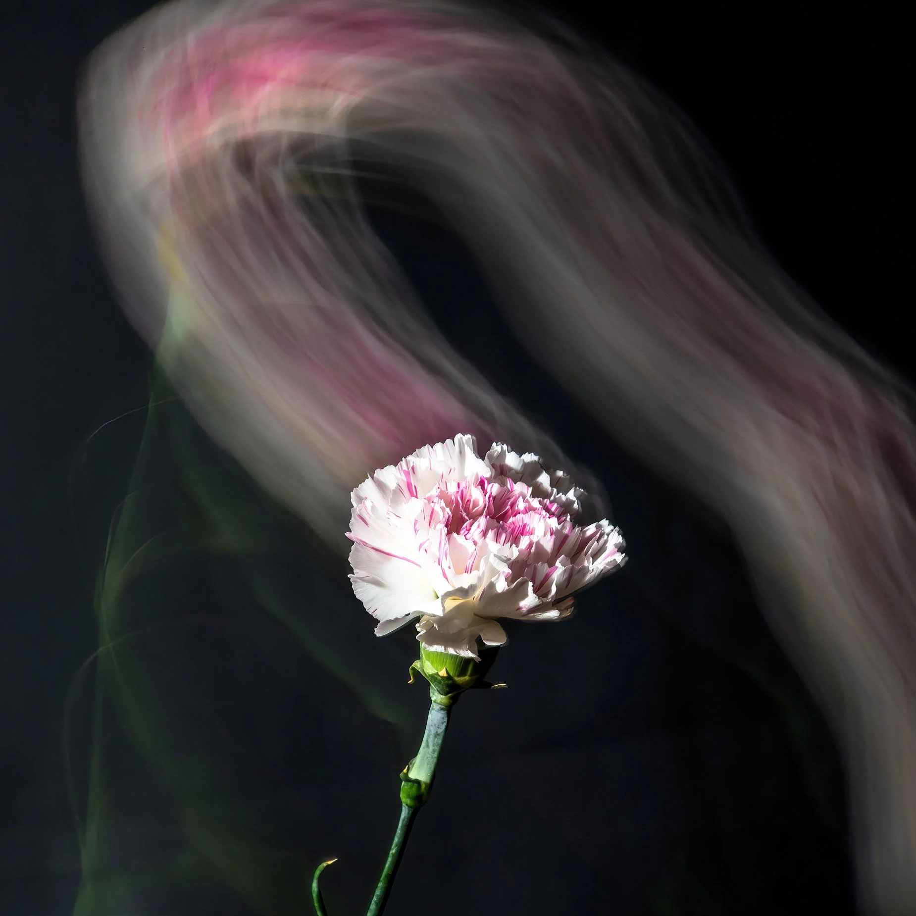 Carnation ICM 1