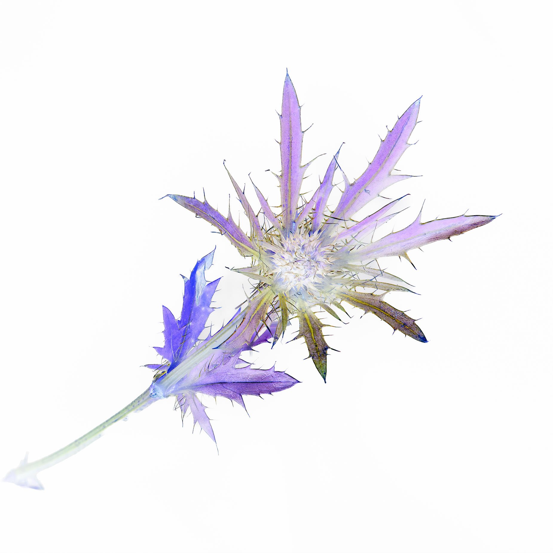 Inverted Thistle 1