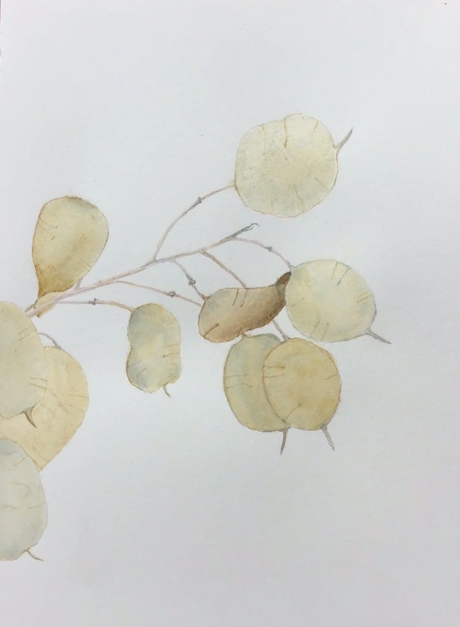 Honesty,  Lunaria annua  -Watercolour on 300 gsm paper