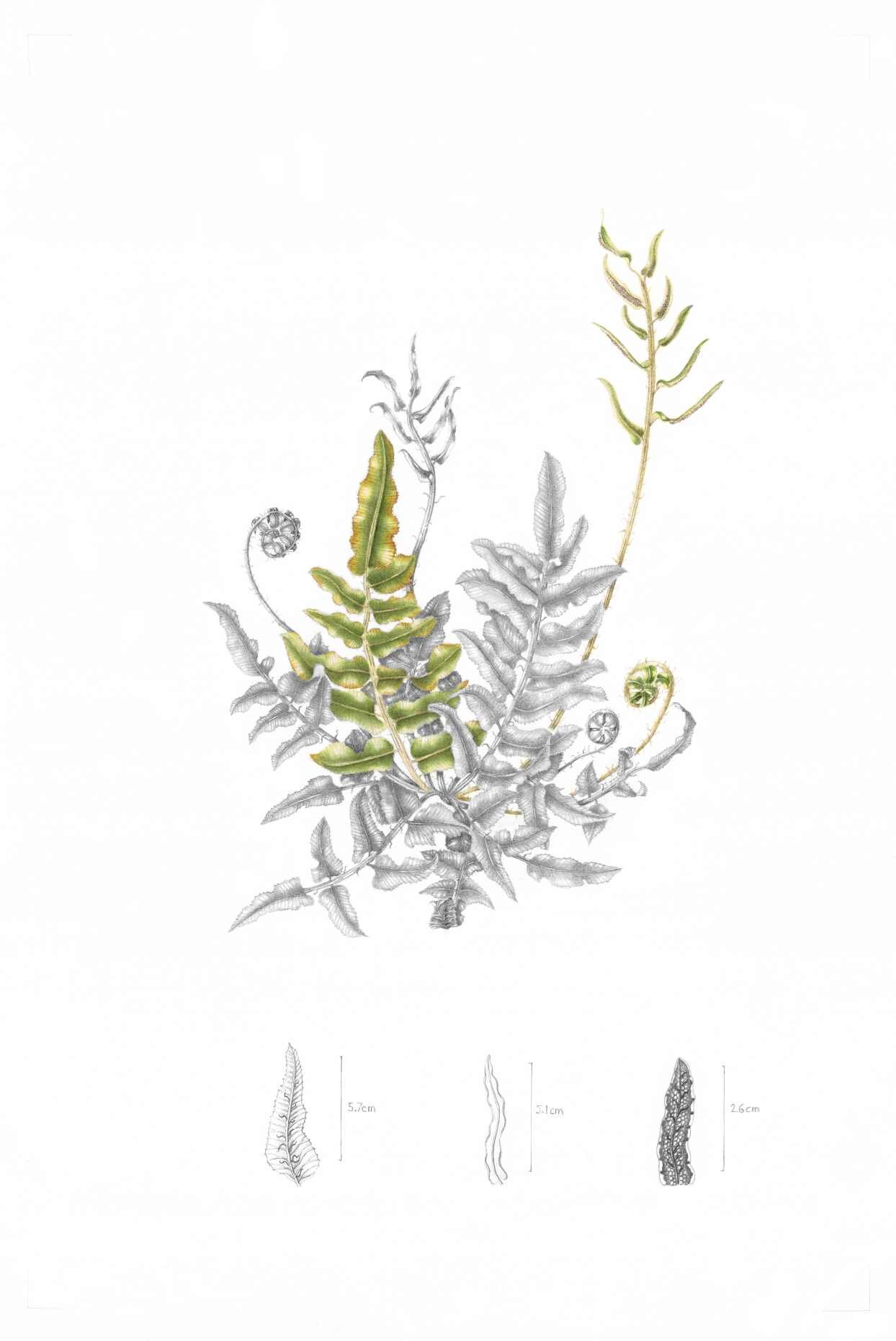 06 - Tina Grey - Blechnum minus.jpg