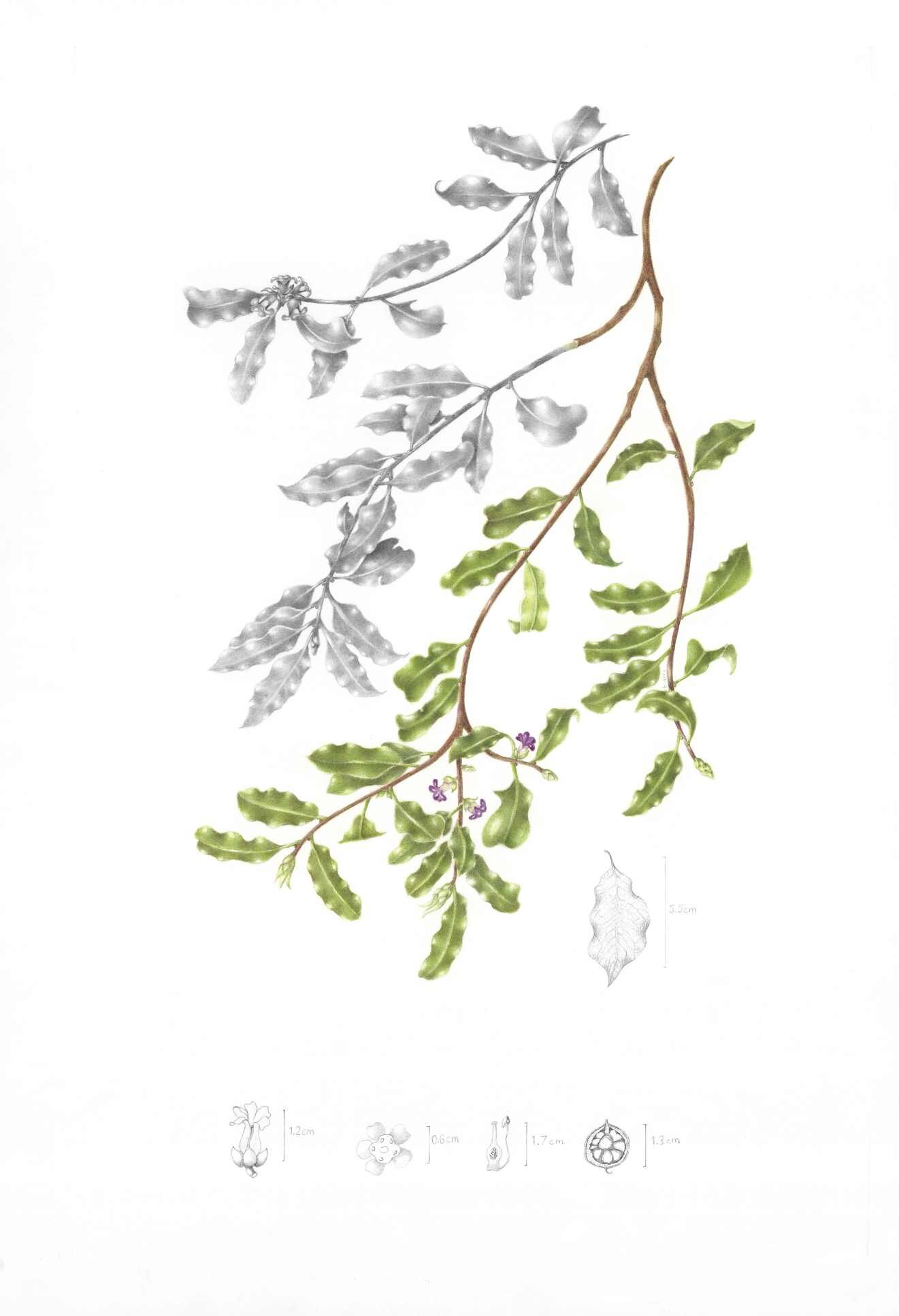 07 - Tina Grey - Pittosporum tenuifolium.jpg