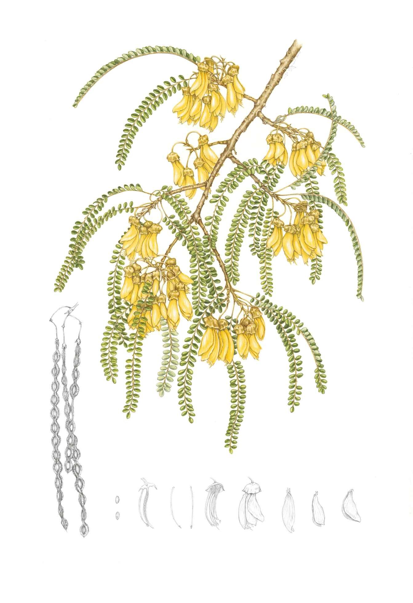 15 - Jo Ogier - Sophora microphylla.jpg