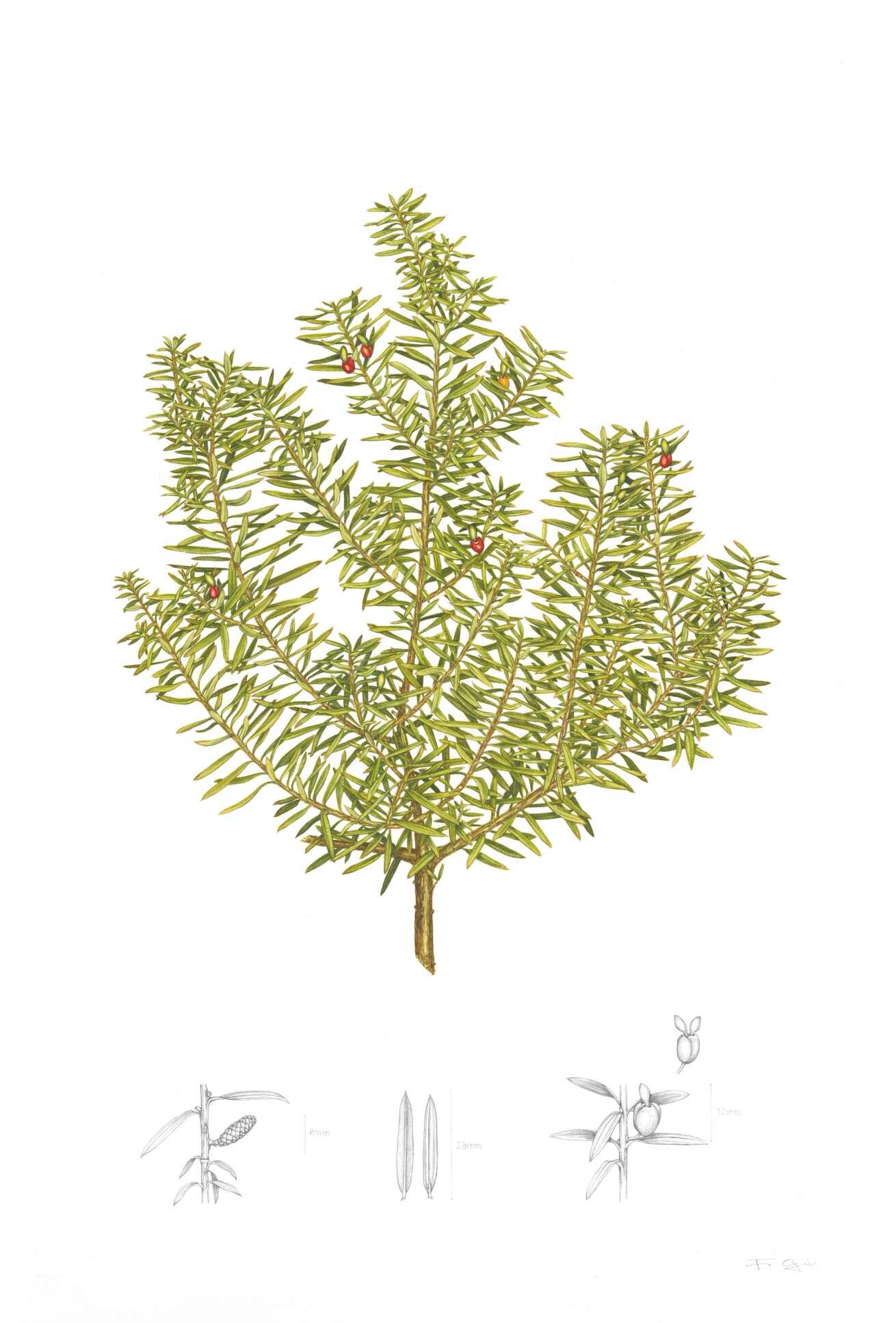 16 - Jo Ogier - Podocarpus totara.jpg