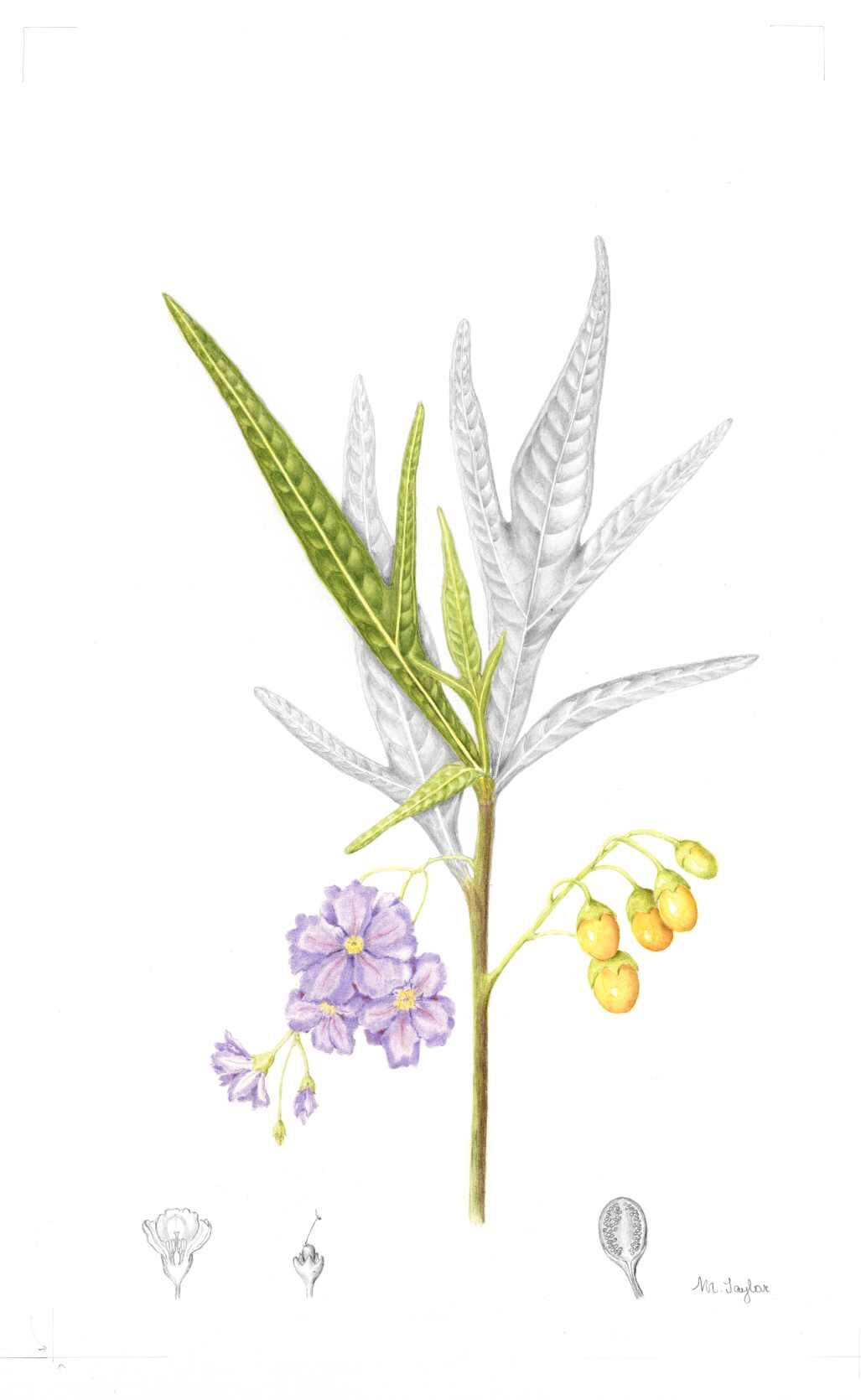 18 - Margaret Taylor - Solanum laciniatum.jpg