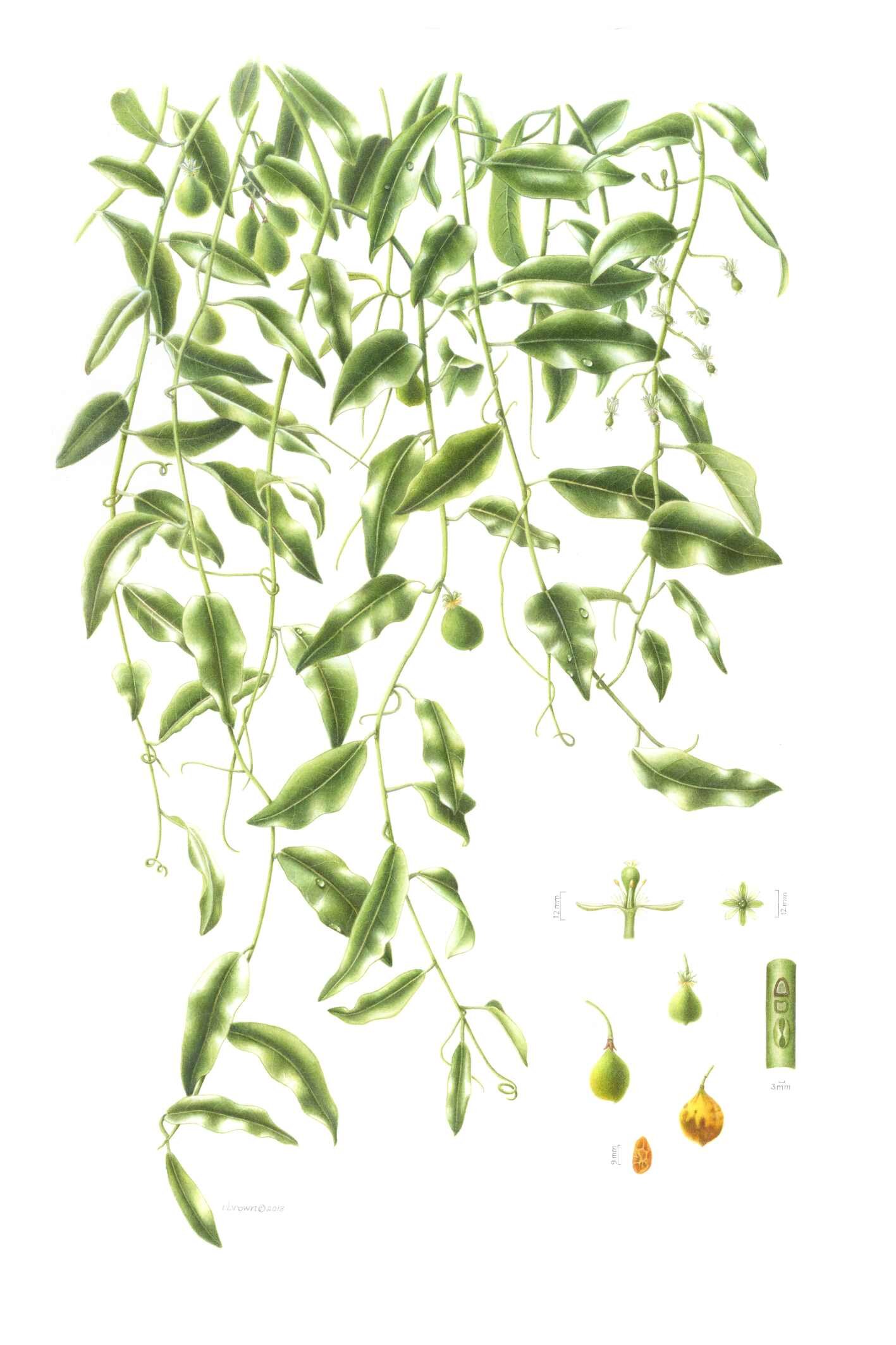 19 - Rebecca Brown- Thompson - Passiflora tetrandra.jpg